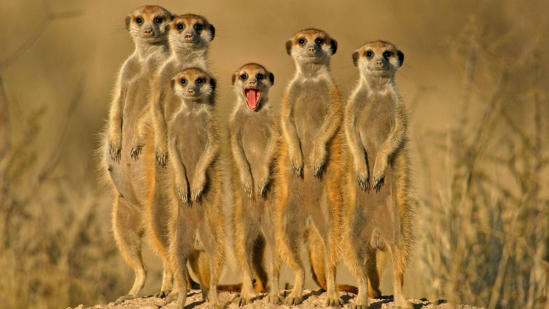 meerkat, sunlit rock, golden grassy backdrop, Full HD Desktop Wallpaper