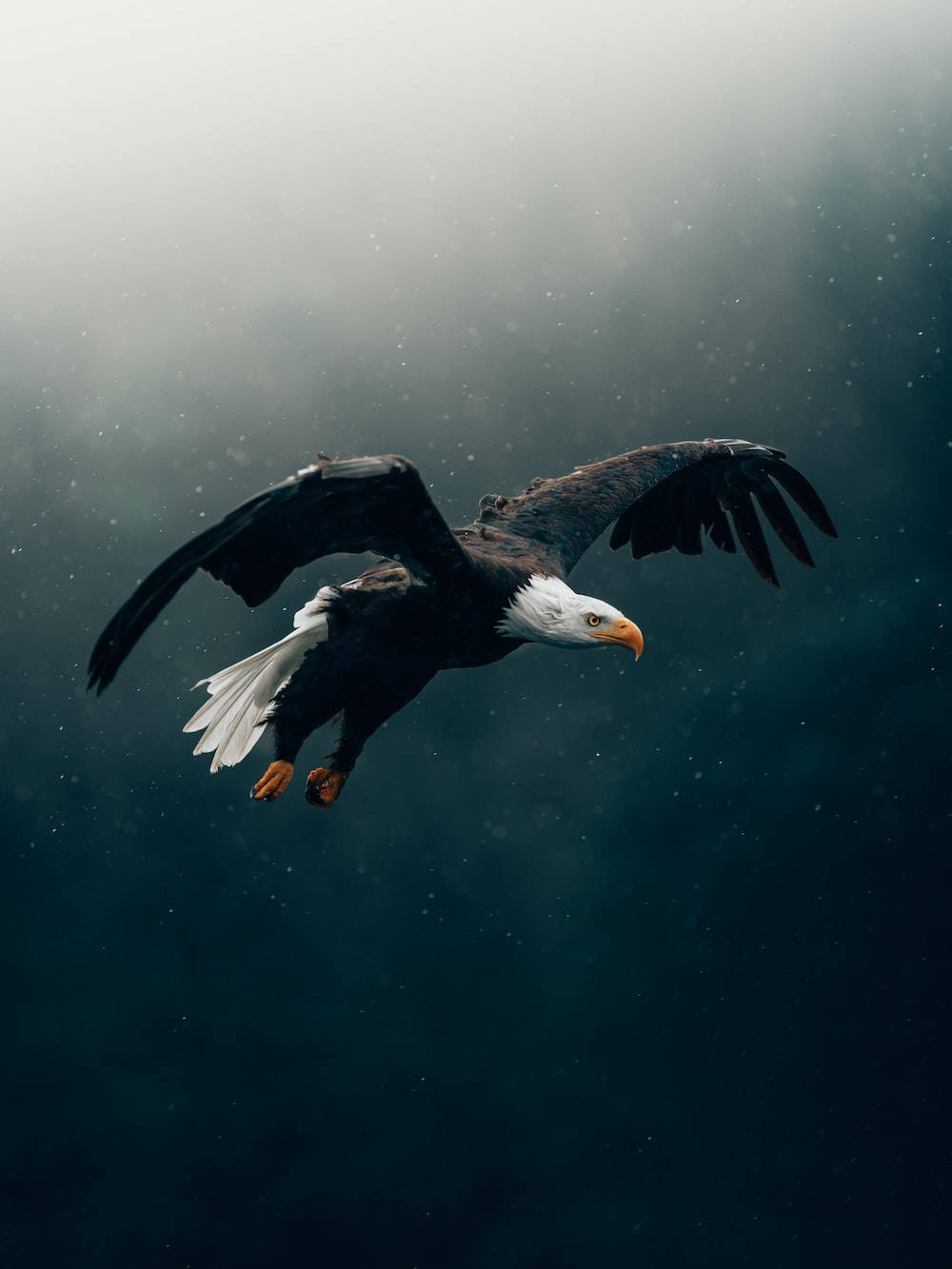 bald eagle, misty dark blue sky, falling snow, HD Phone Wallpaper