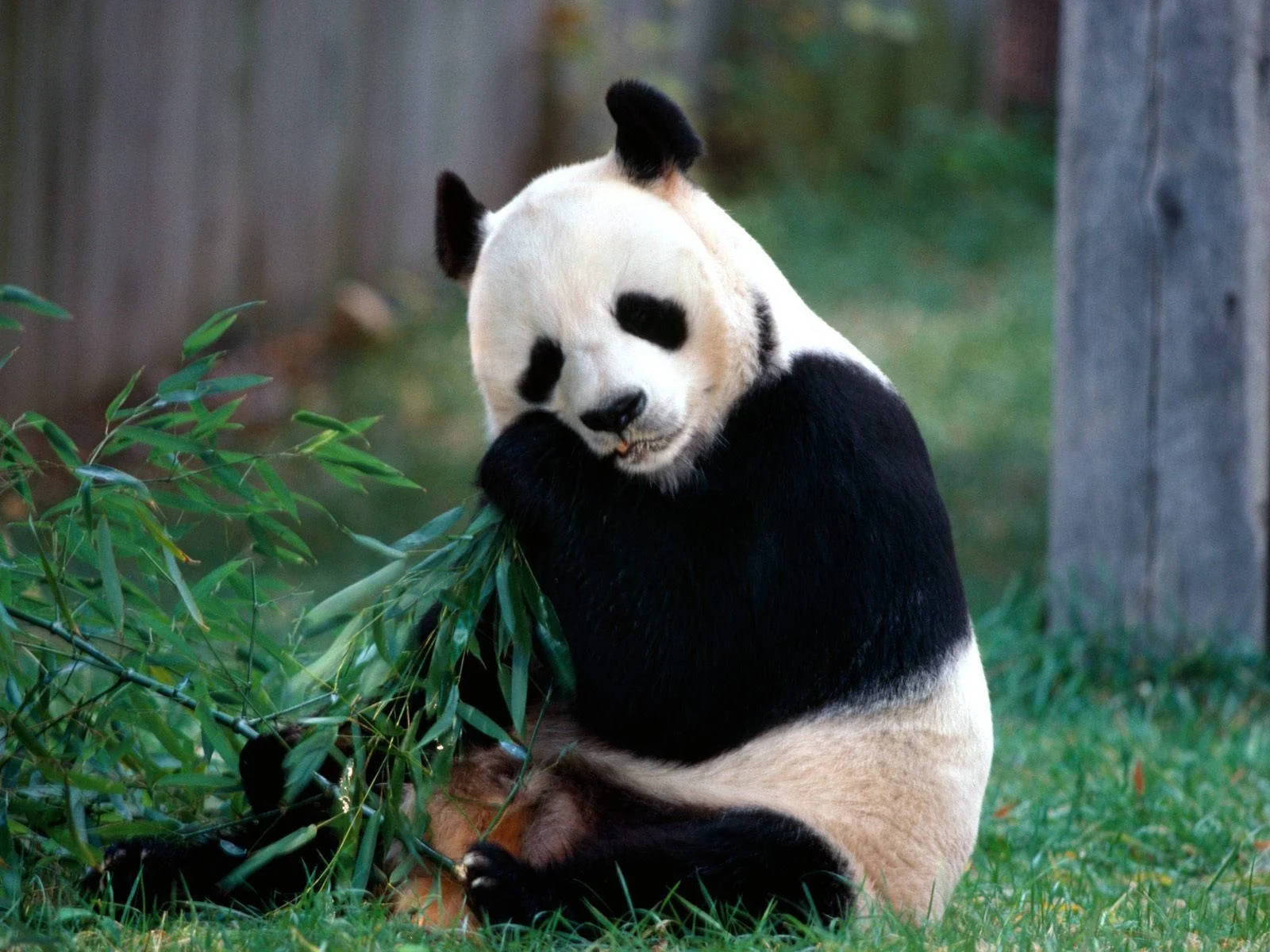 panda, grass, bamboo, HD Desktop Wallpaper