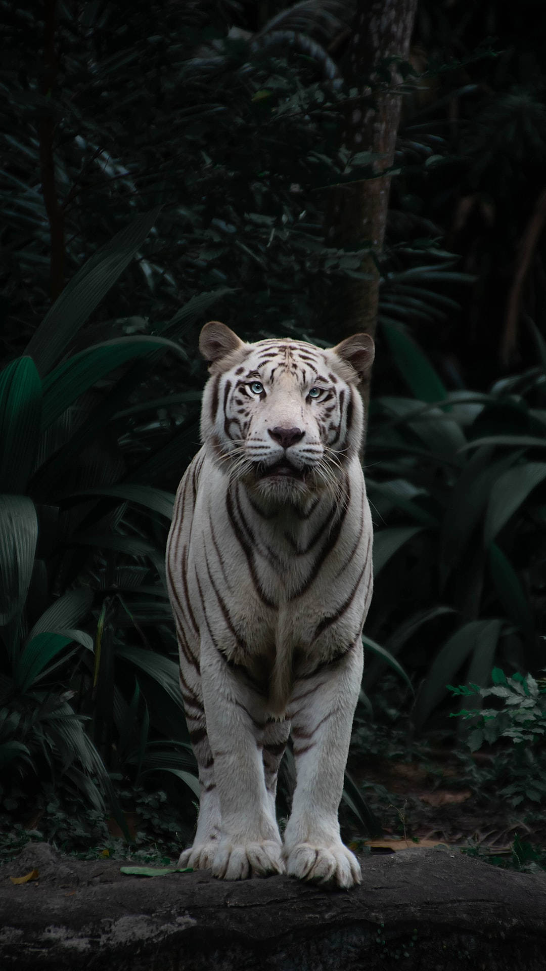 white tiger, piercing blue eyes, rock, Full HD Phone Wallpaper