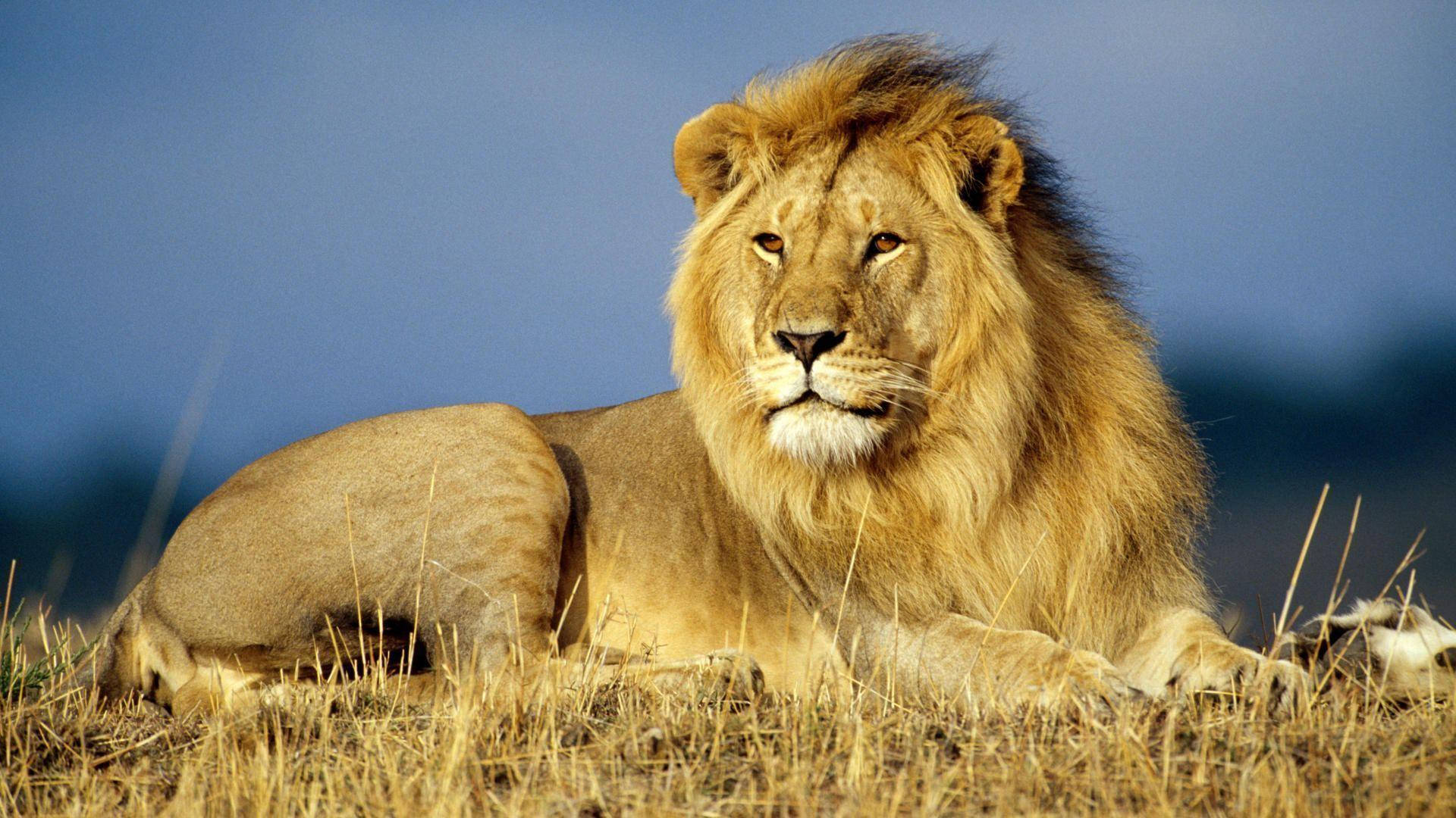 lion, golden mane, dry grass, Full HD Desktop Wallpaper