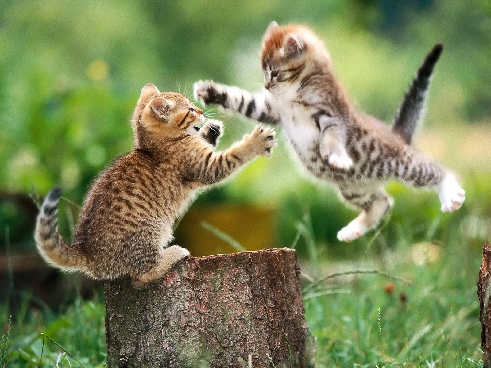 tabby kittens, tree stump, sunlit grassy field, HD Desktop Wallpaper