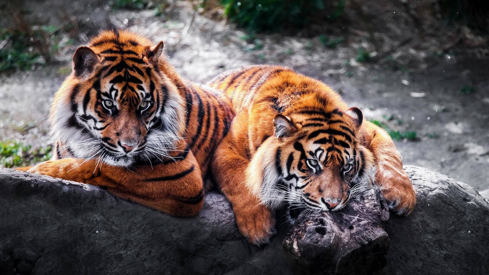 tigers, rock, log, Full HD Desktop Wallpaper