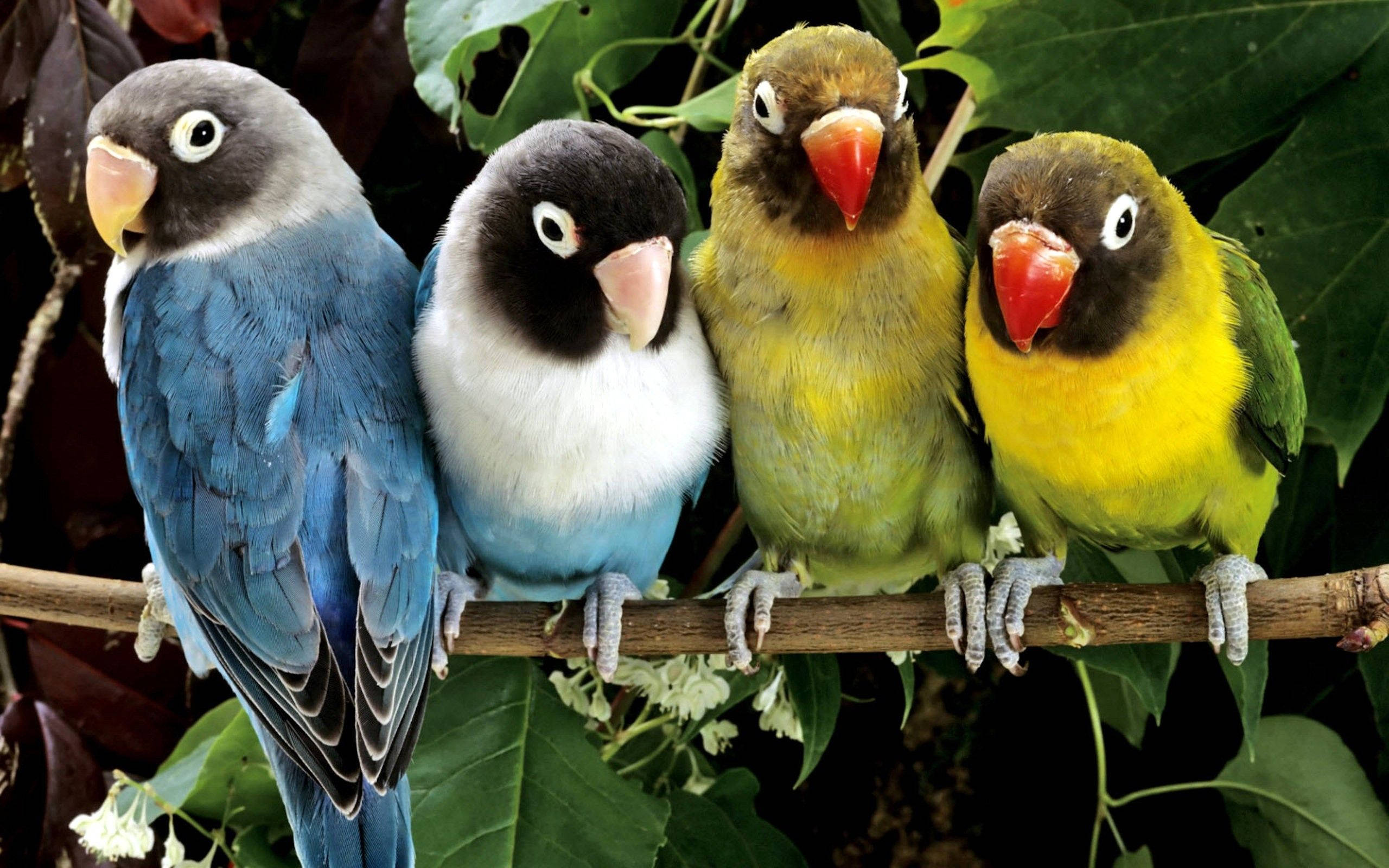 lovebirds, branch, lush green leaves, 2K Desktop Wallpaper