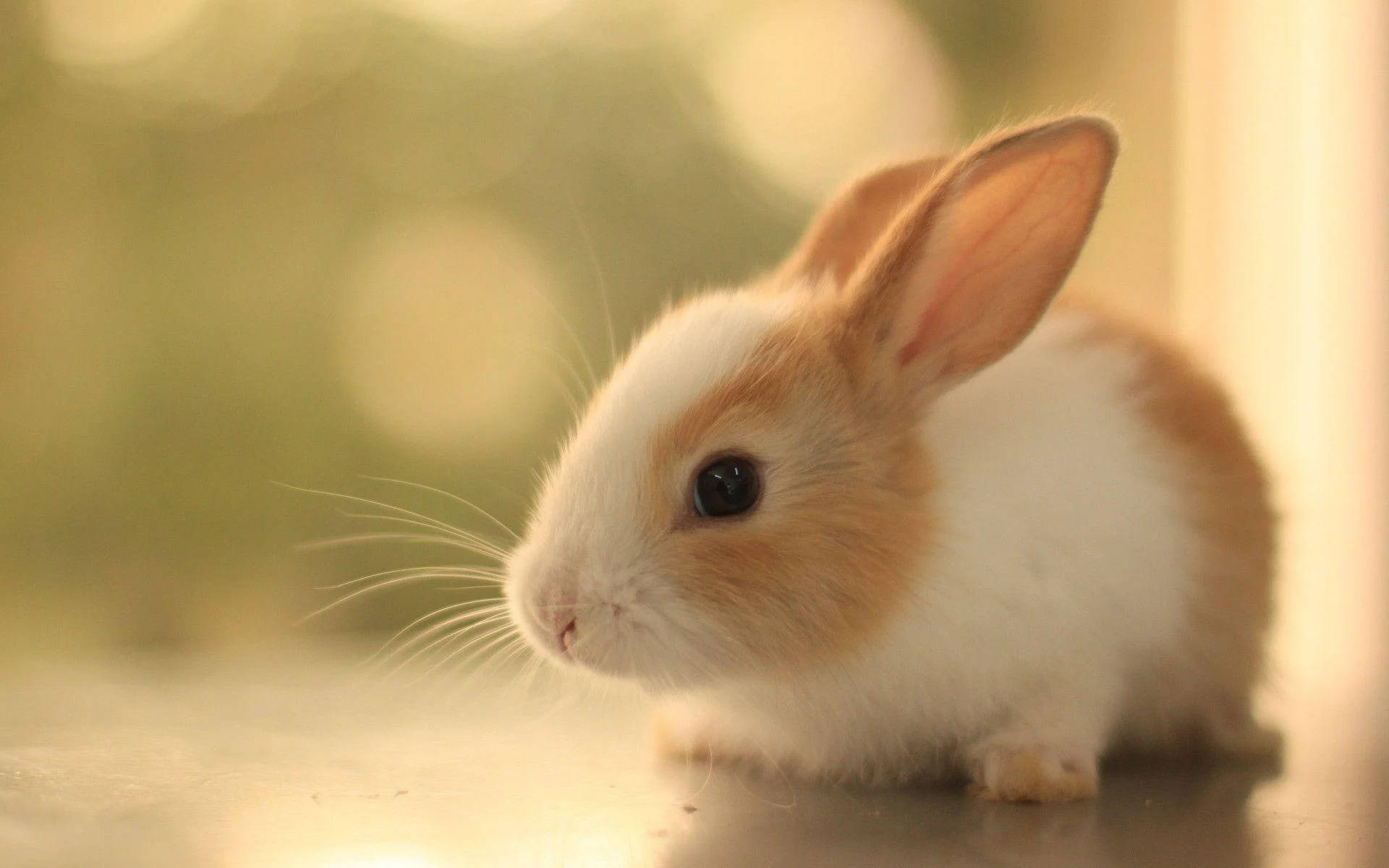 High Resolution Desktop, bunny, white and brown, Full HD Desktop Wallpaper