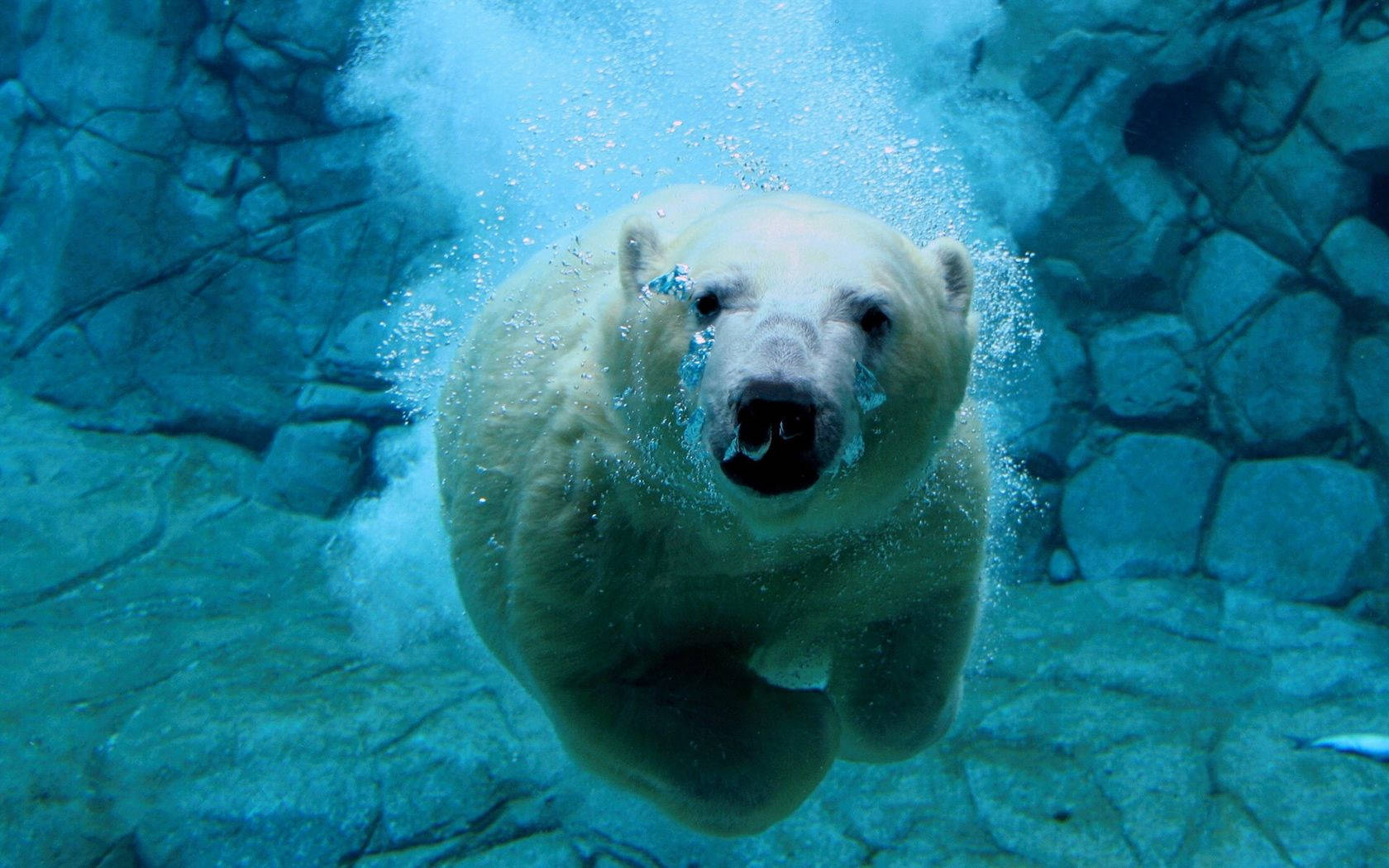 polar bear, underwater, bubbles, HD Desktop Wallpaper