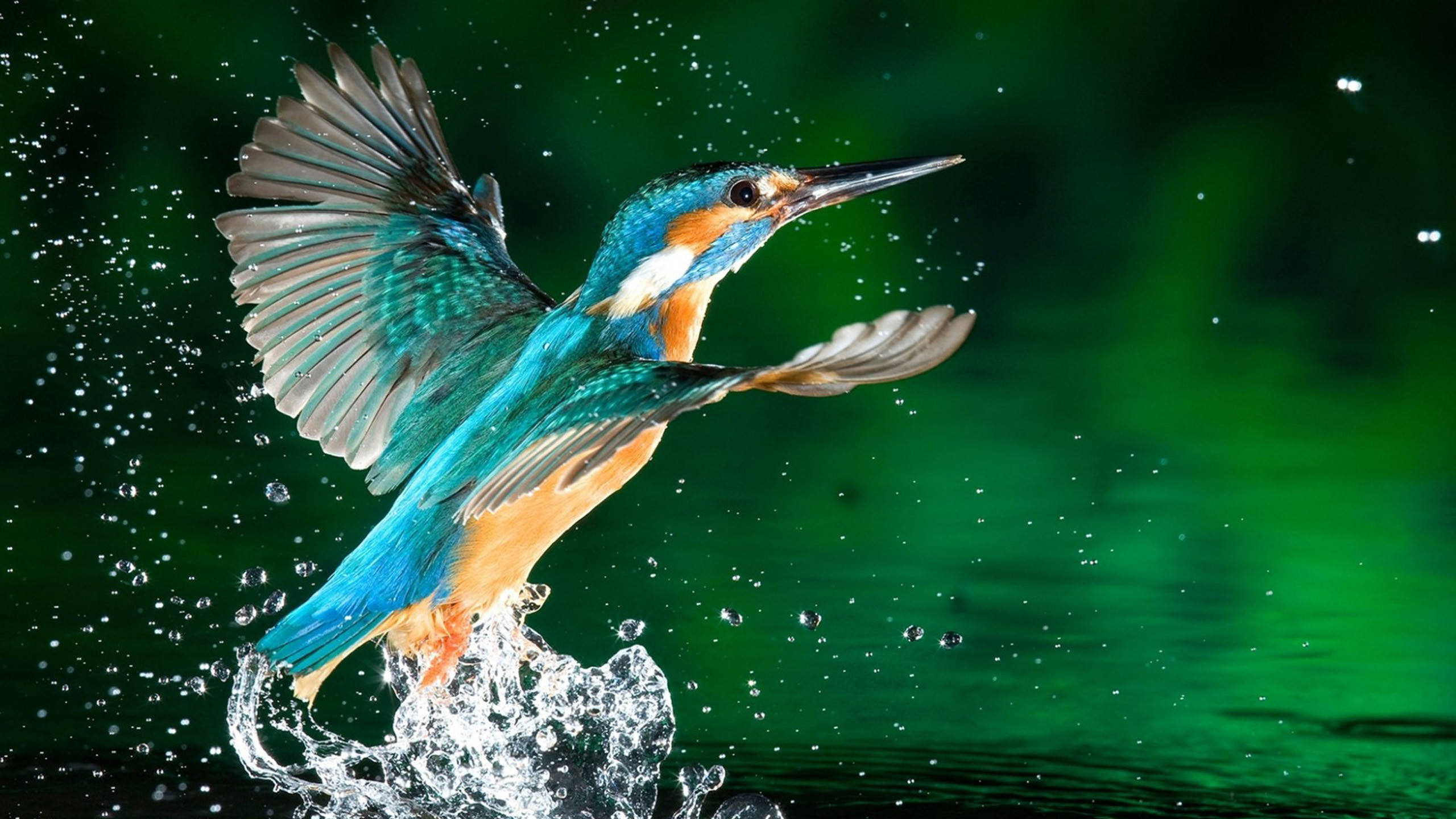 kingfisher, mid-flight, water, 2K Desktop Wallpaper