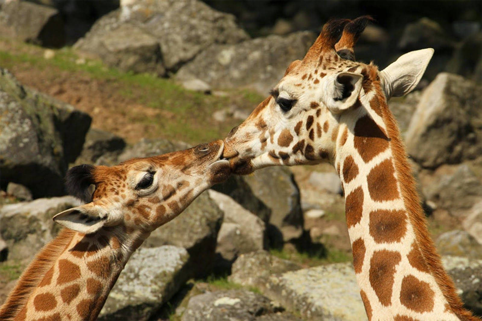 two giraffes, sunlit rocky savanna, sparse greenery, HD Desktop Wallpaper