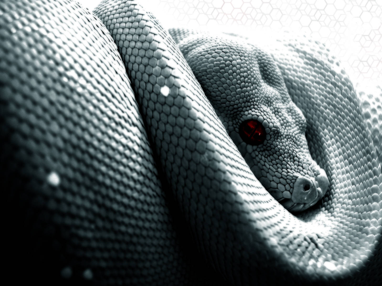 High Resolution Desktop, snake, textured scales, HD Desktop Wallpaper