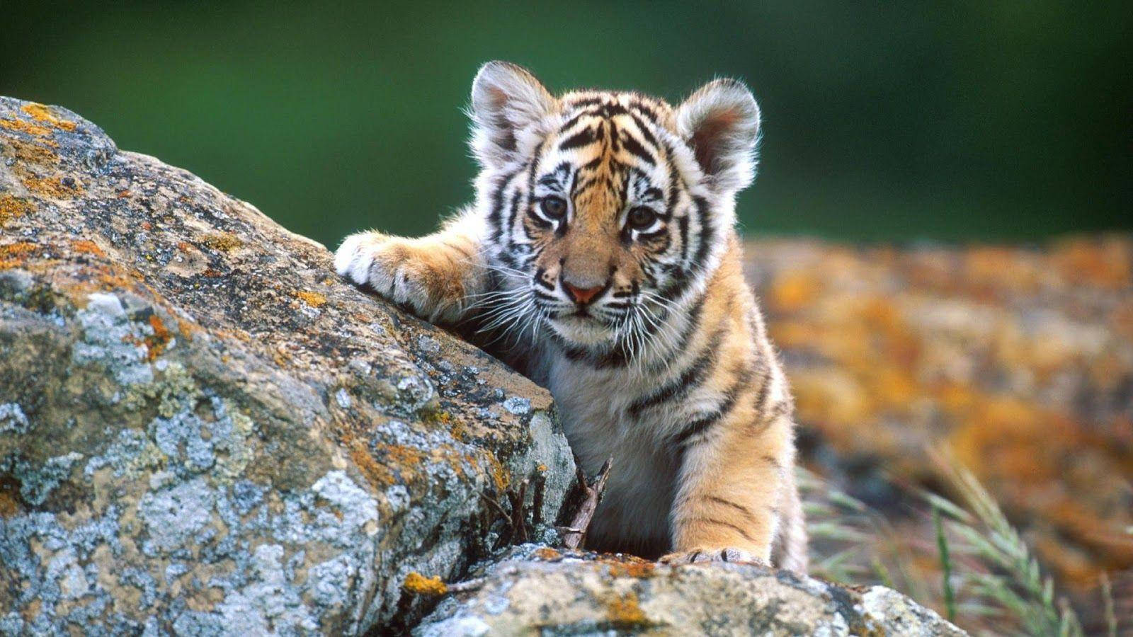 baby tiger cub, mossy rocks, sunlit forest clearing, HD Desktop Wallpaper