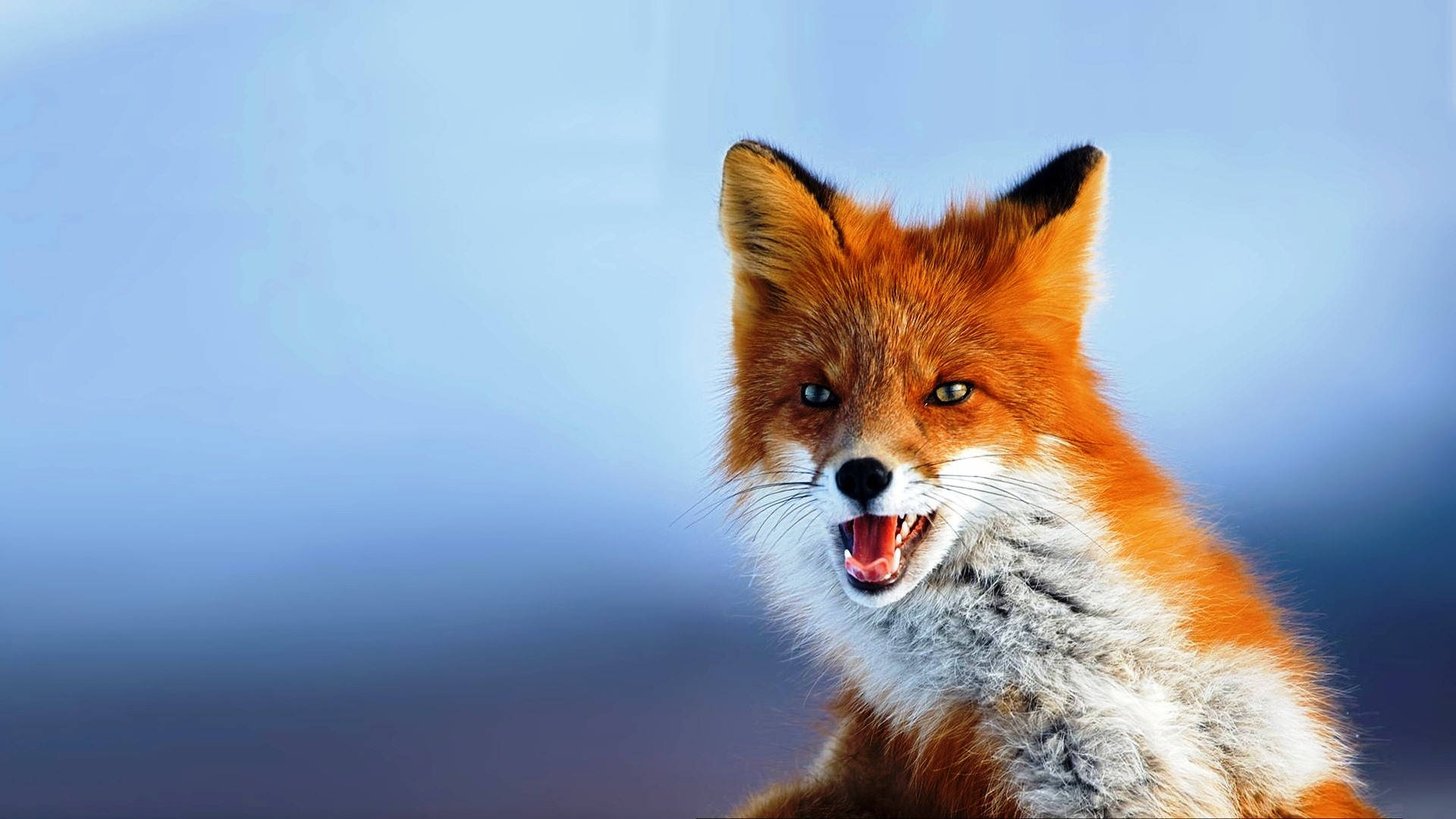 red fox, bared teeth, intense eyes, Full HD Desktop Wallpaper