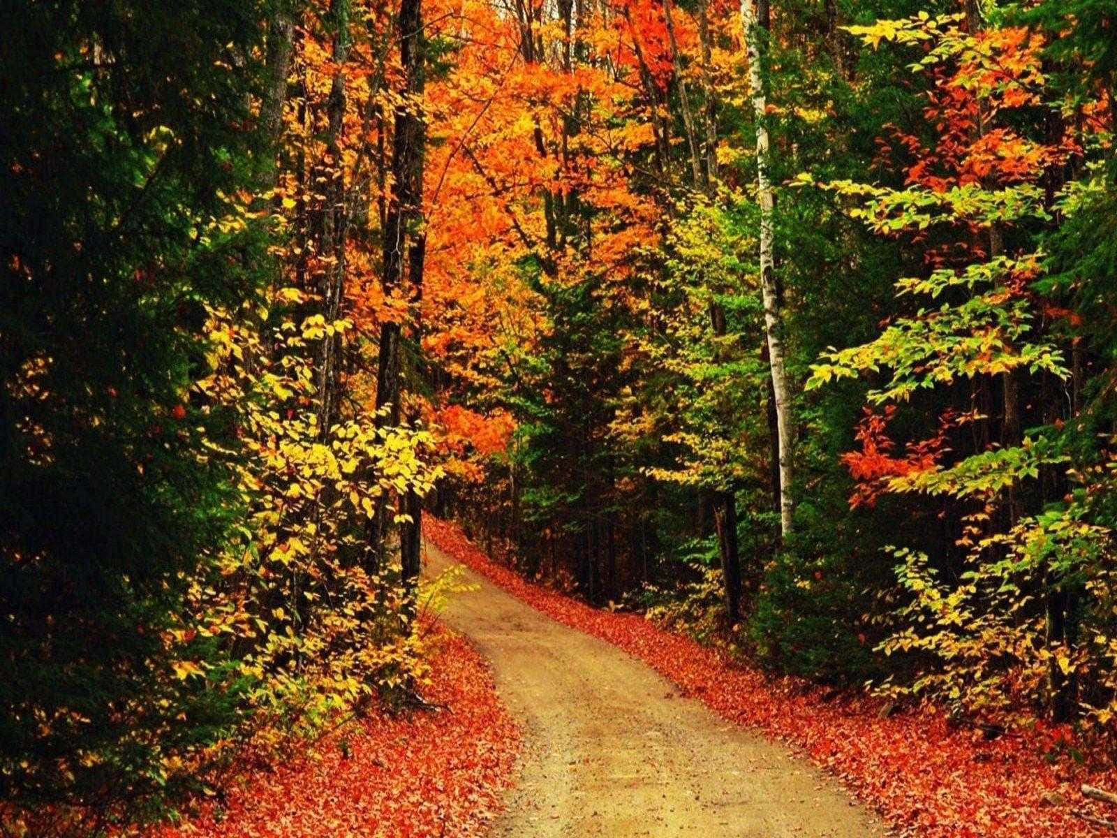 High Resolution Fall, country road, winding dirt path, HD Desktop Wallpaper