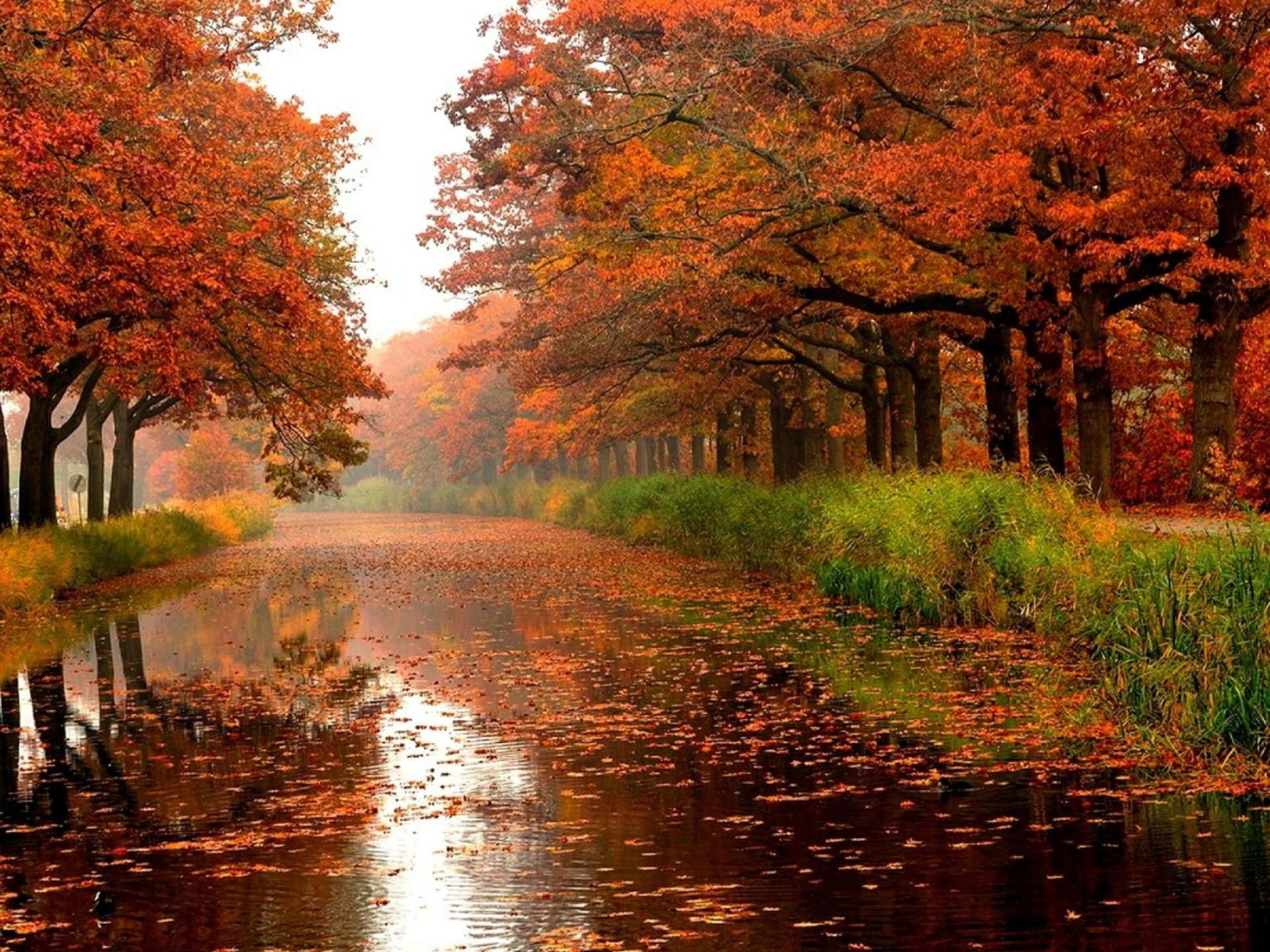 High Resolution Fall, autumn path, fiery orange trees, Full HD Desktop Wallpaper