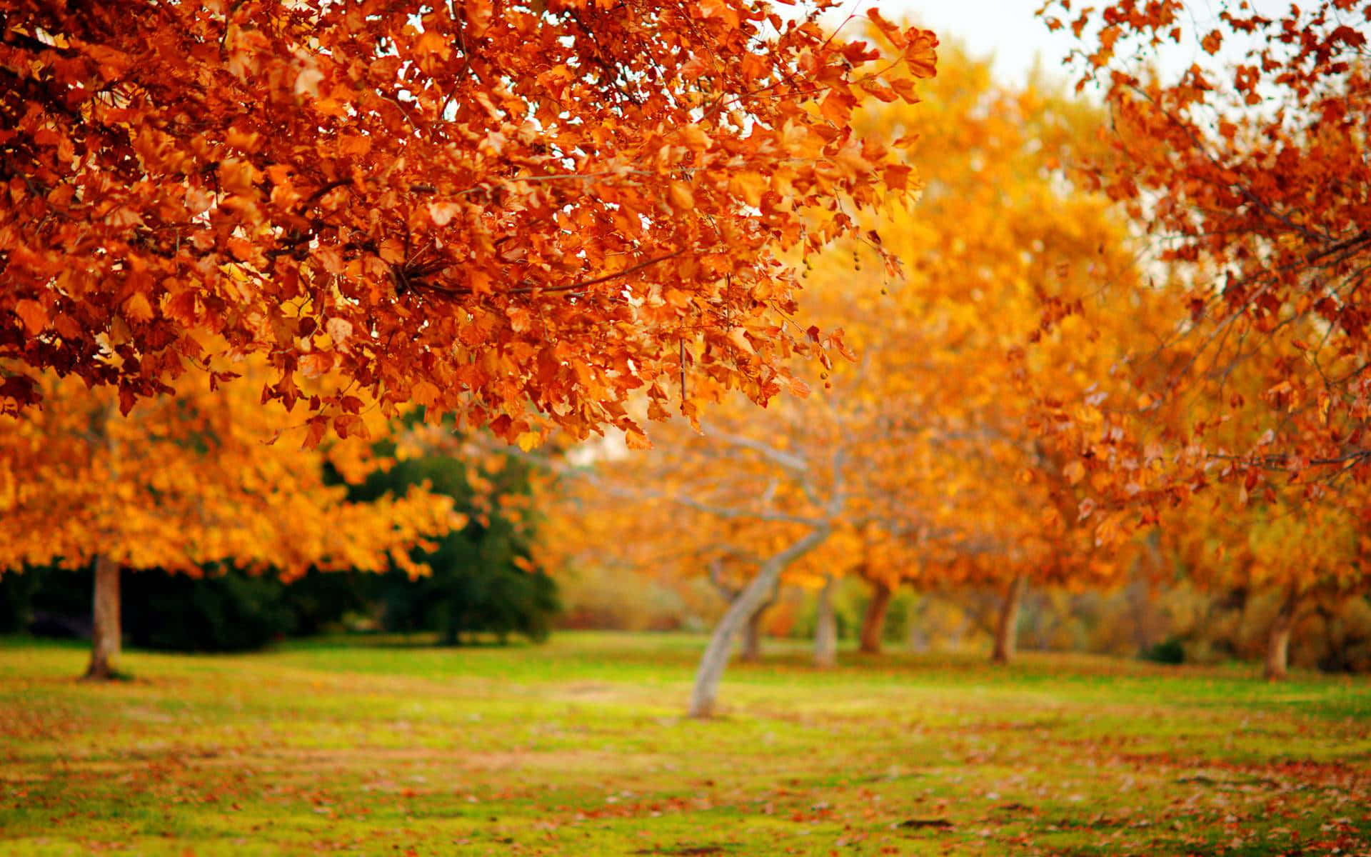 High Resolution Fall, orange, yellow, Full HD Desktop Wallpaper