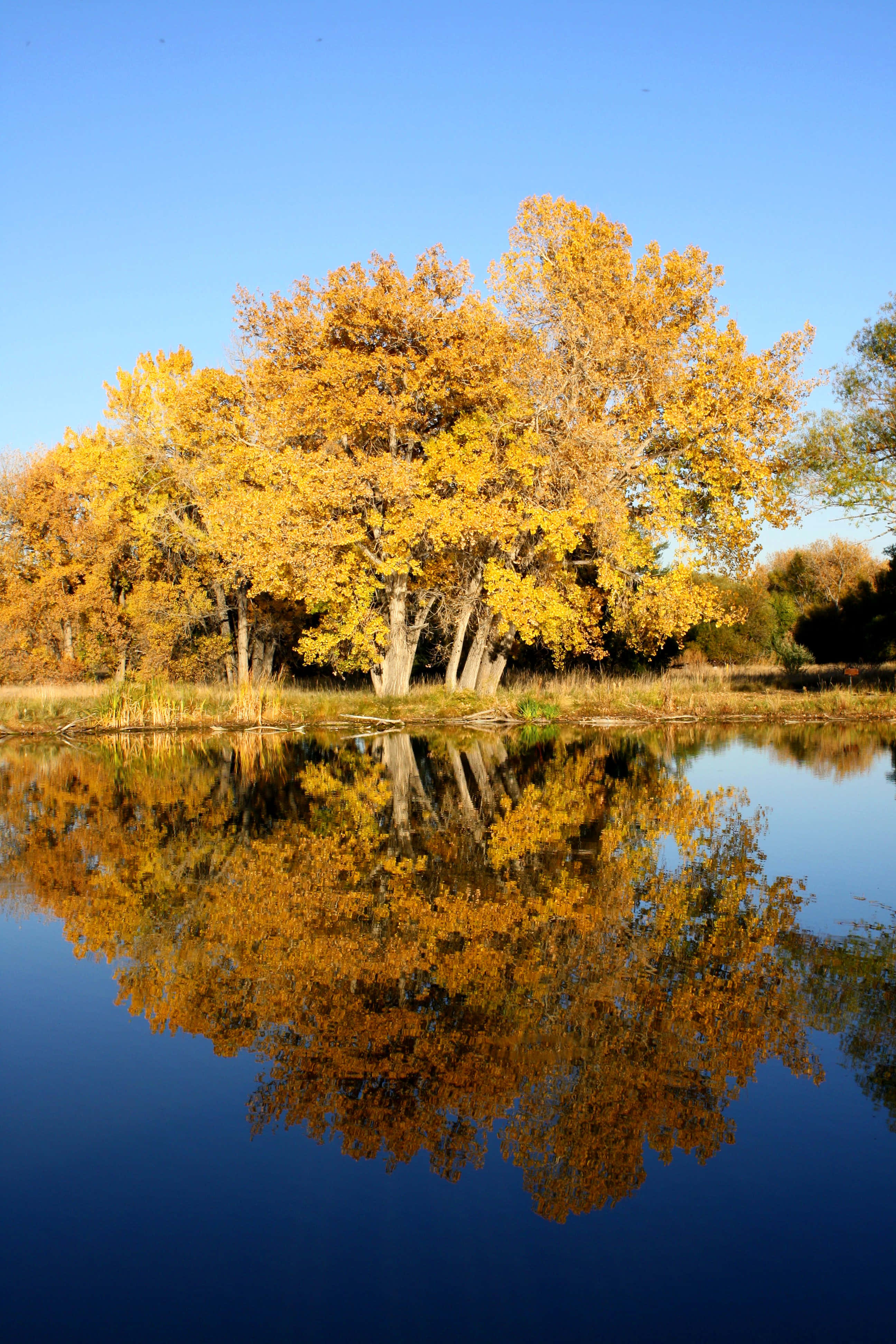 High Resolution Fall, Gold Leaves, Lake, 4K Phone Wallpaper
