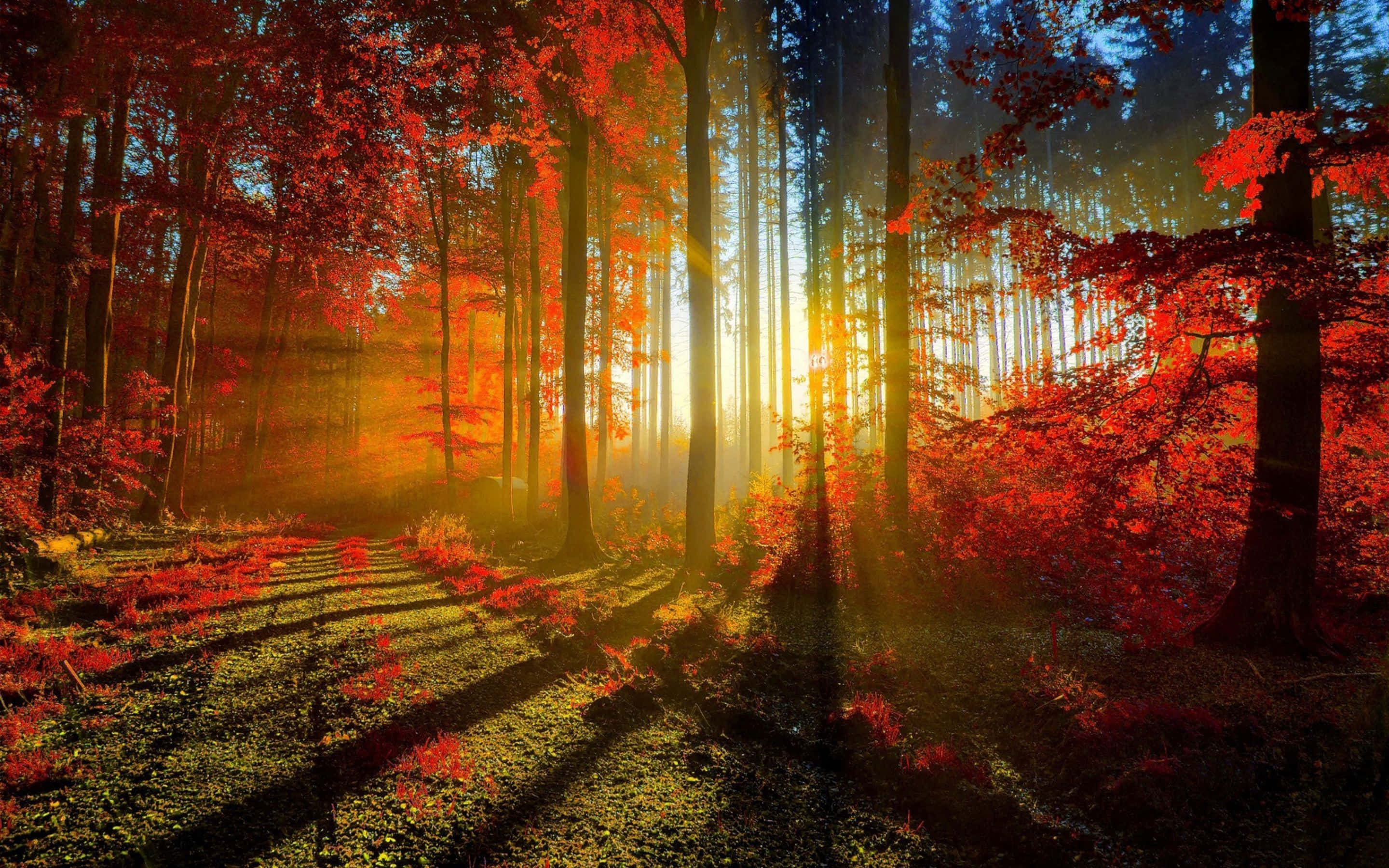 High Resolution Fall, Golden Sunlight, vibrant red autumn leaves, 2K Desktop Wallpaper