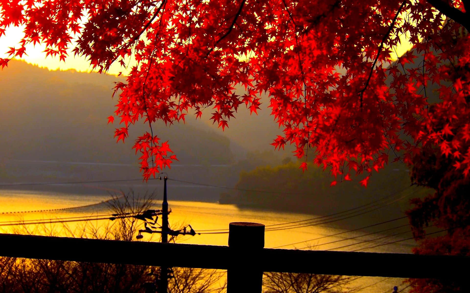 High Resolution Fall, red maple leaves, golden sunset, Full HD Desktop Wallpaper