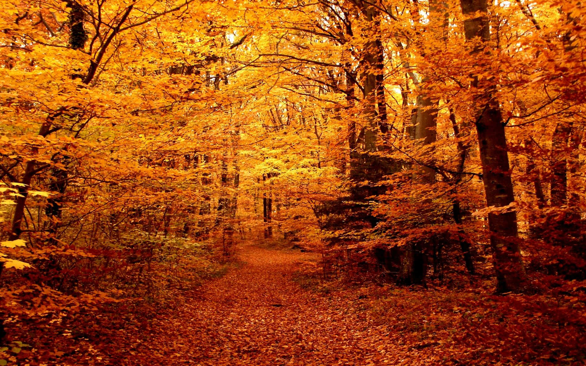 High Resolution Fall, golden autumn leaves, fiery orange foliage, Full HD Desktop Wallpaper