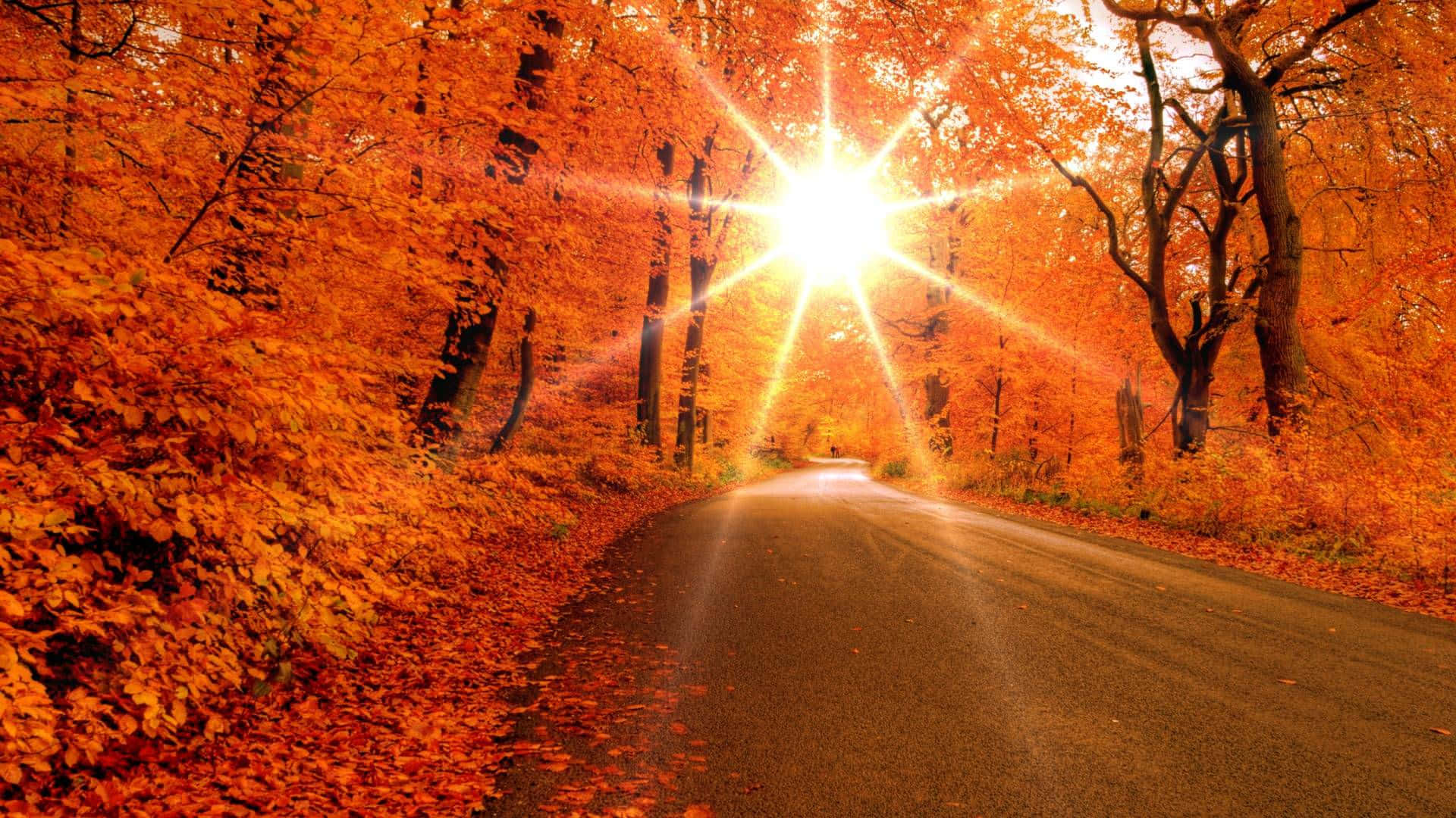 High Resolution Fall, autumn forest, golden leaves, Full HD Desktop Wallpaper