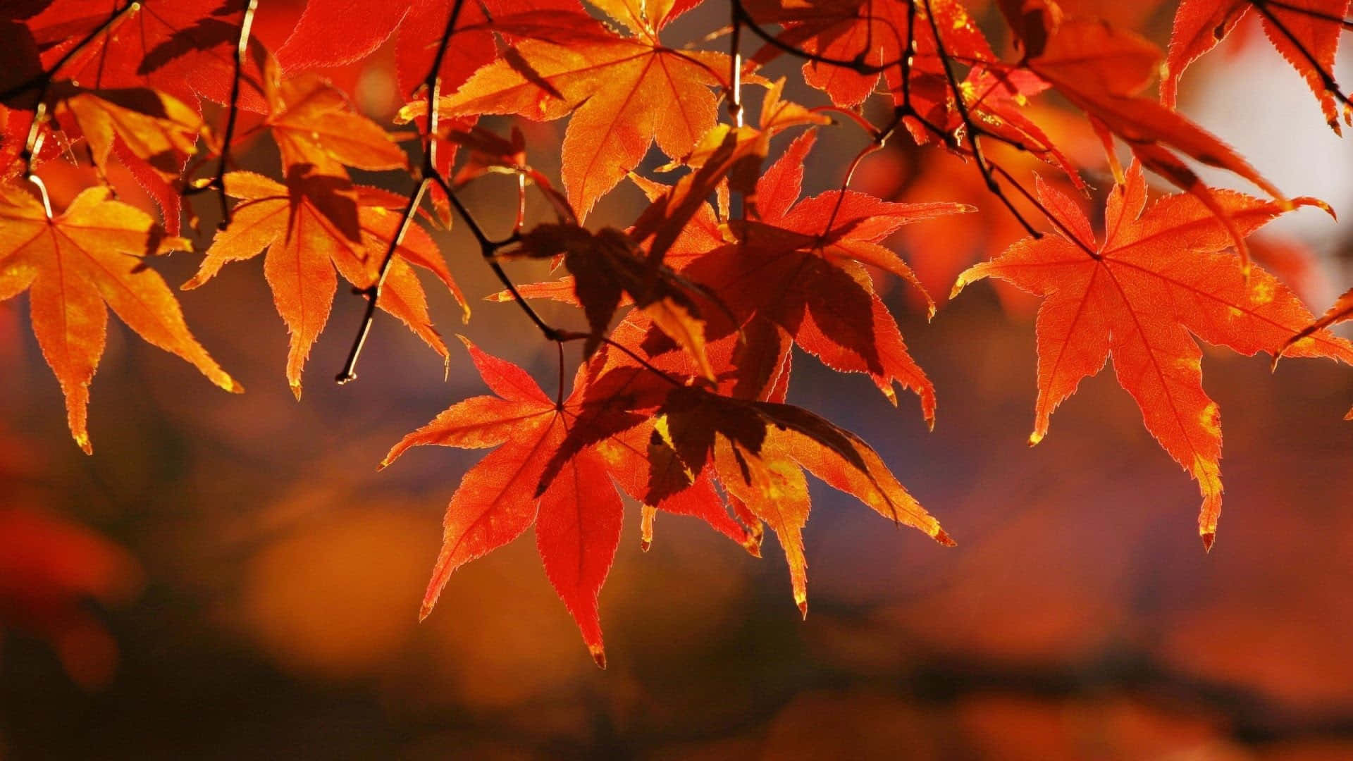 High Resolution Fall, maple leaves, red, Full HD Desktop Wallpaper