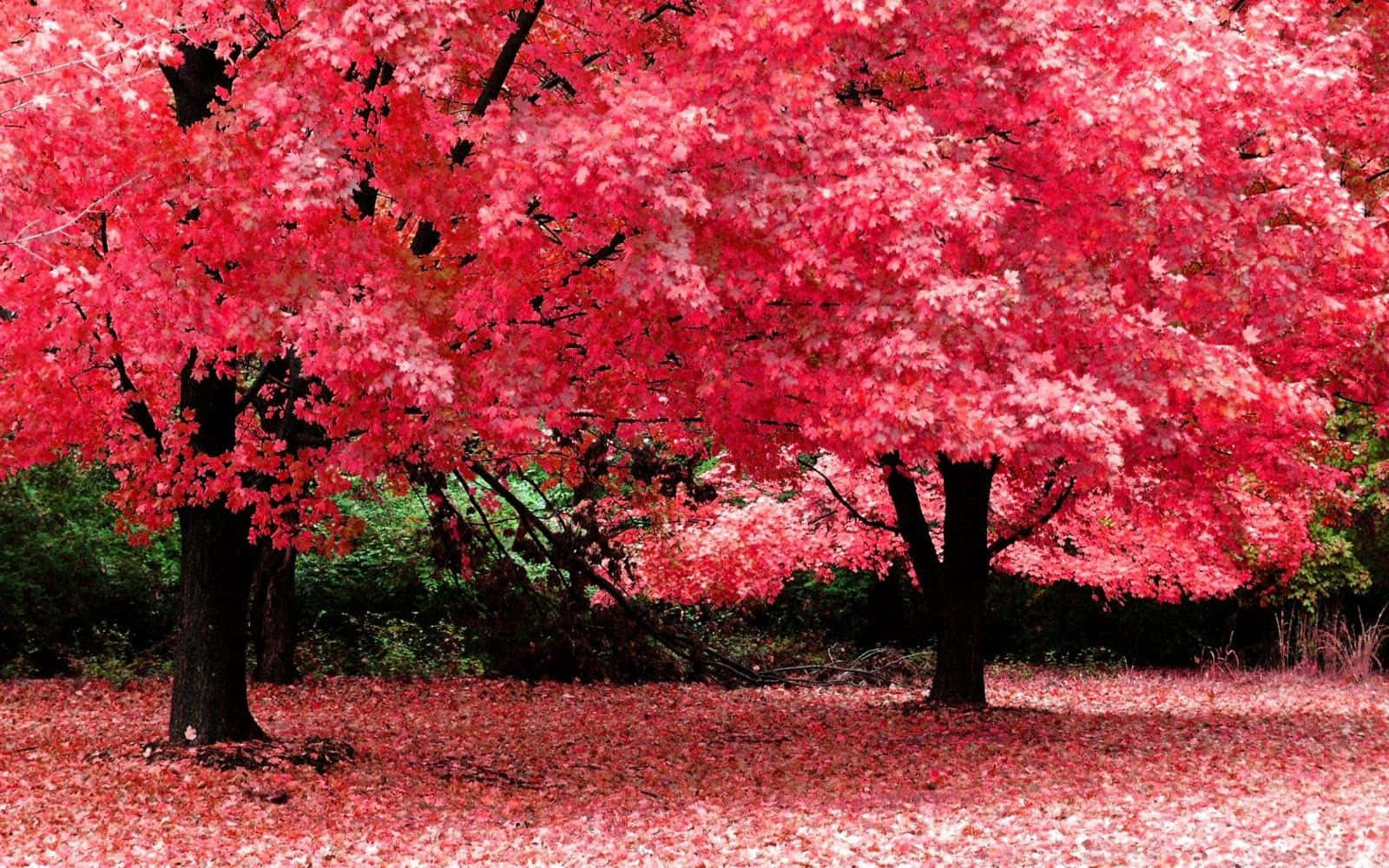 High Resolution Fall, Cherry Blossom Trees, pink maple trees, HD Desktop Wallpaper