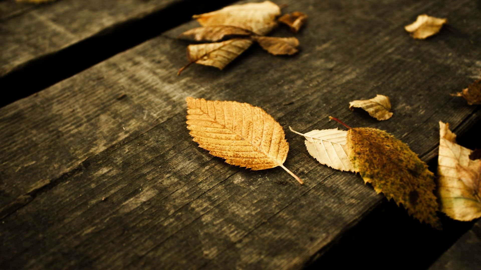 High Resolution Fall, autumn leaves, weathered wooden surface, Full HD Desktop Wallpaper