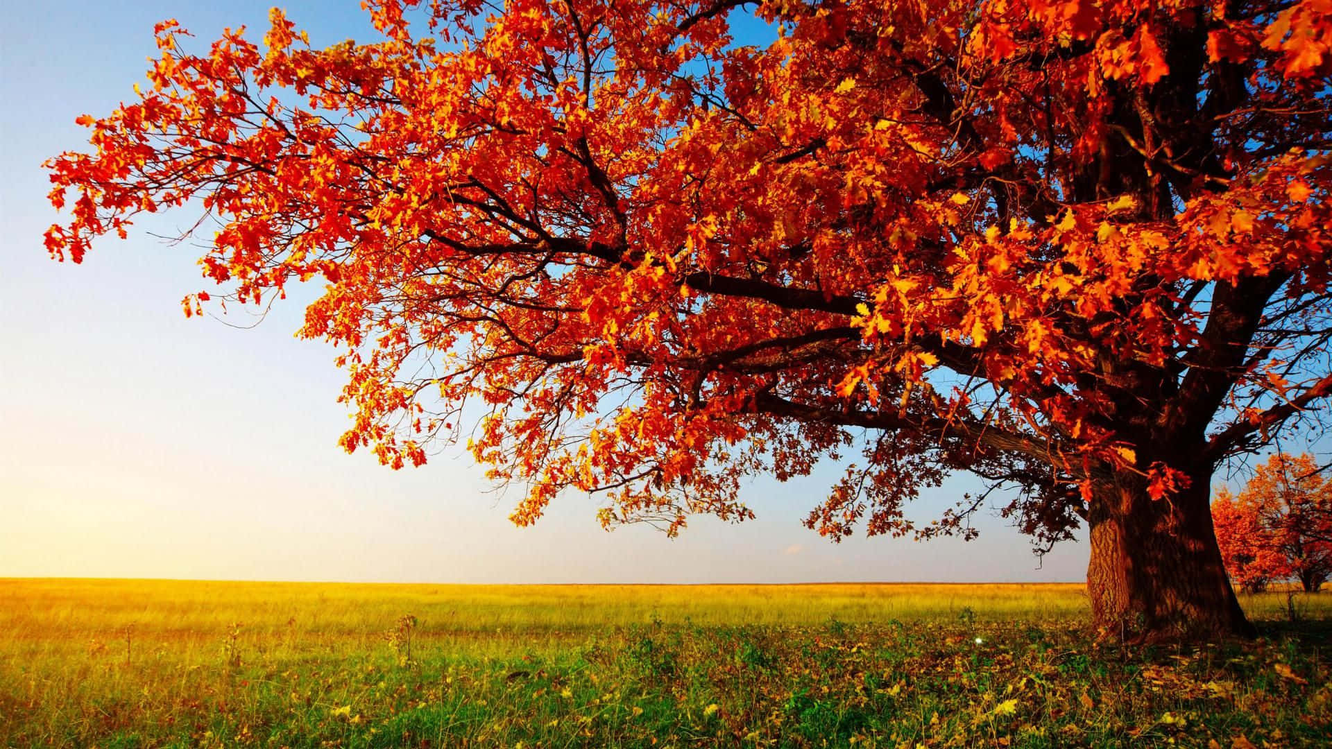 High Resolution Fall, Oak Tree, fiery orange leaves, Full HD Desktop Wallpaper