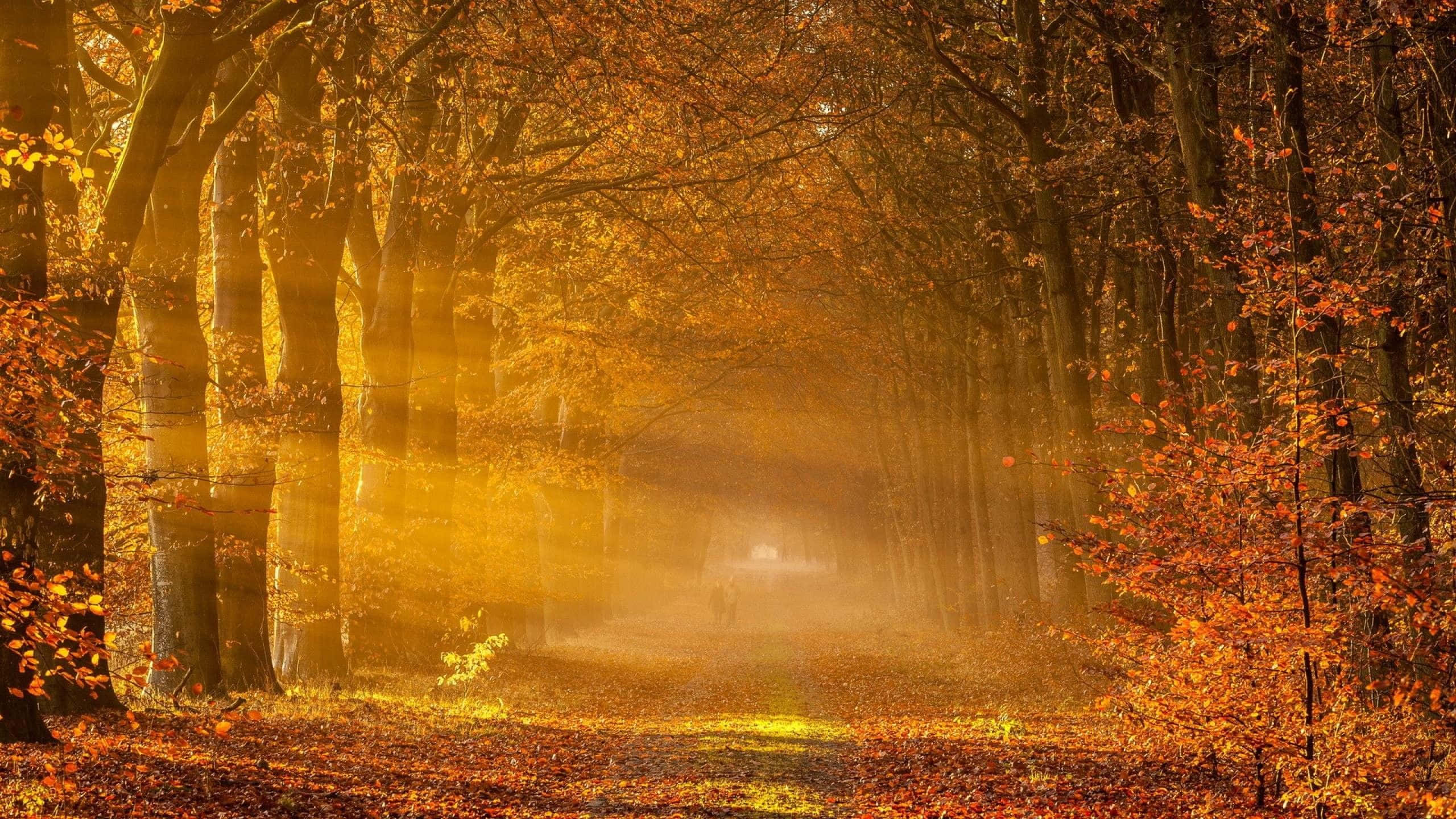 High Resolution Fall, Sun Kissed Grove, autumn trees, 2K Desktop Wallpaper
