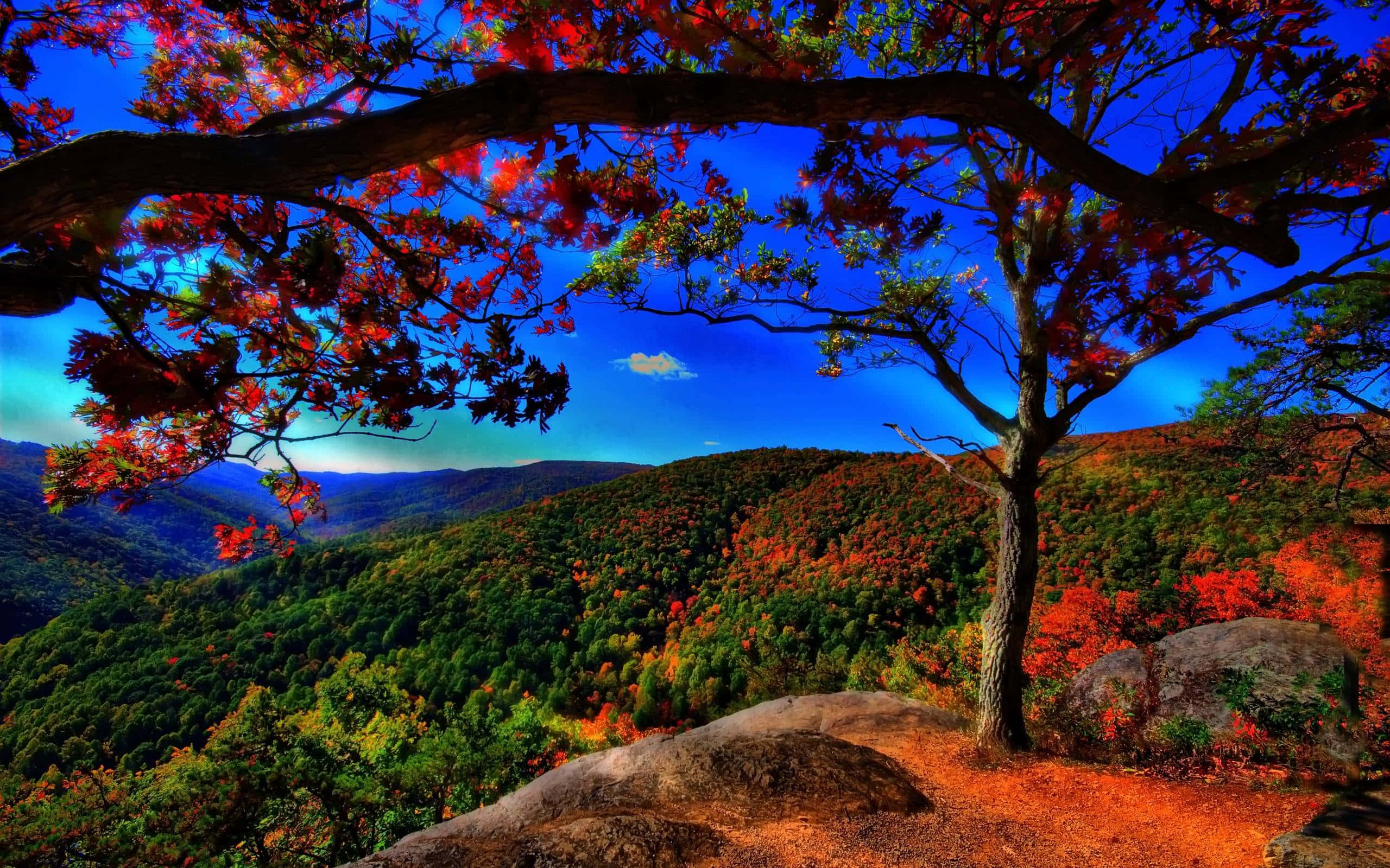 High Resolution Fall, red leaves, green leaves, 2K Desktop Wallpaper