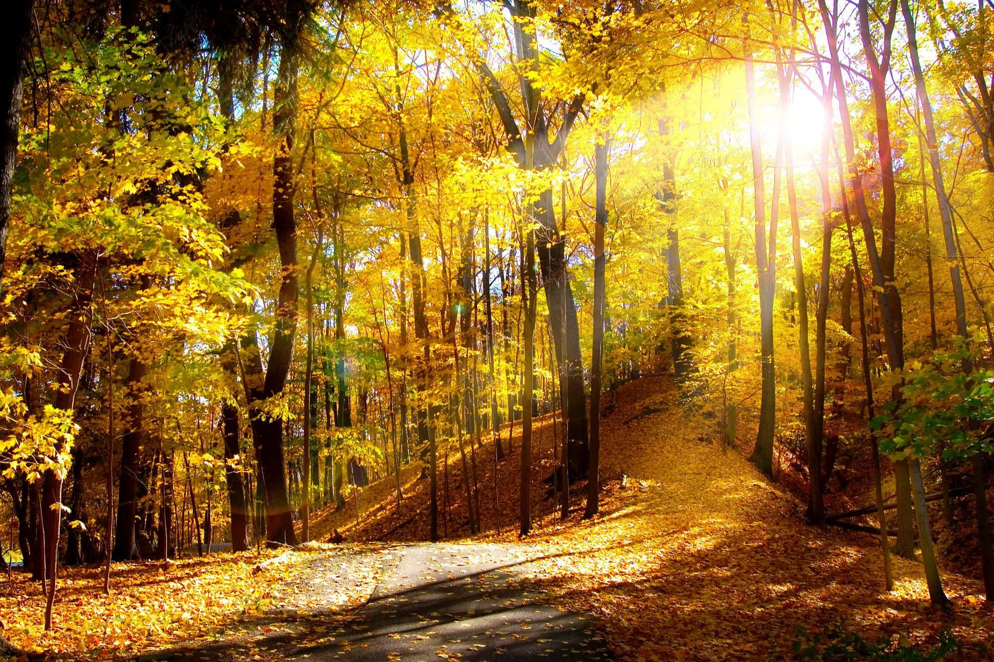High Resolution Fall, golden autumn leaves, sunlight, Full HD Desktop Wallpaper