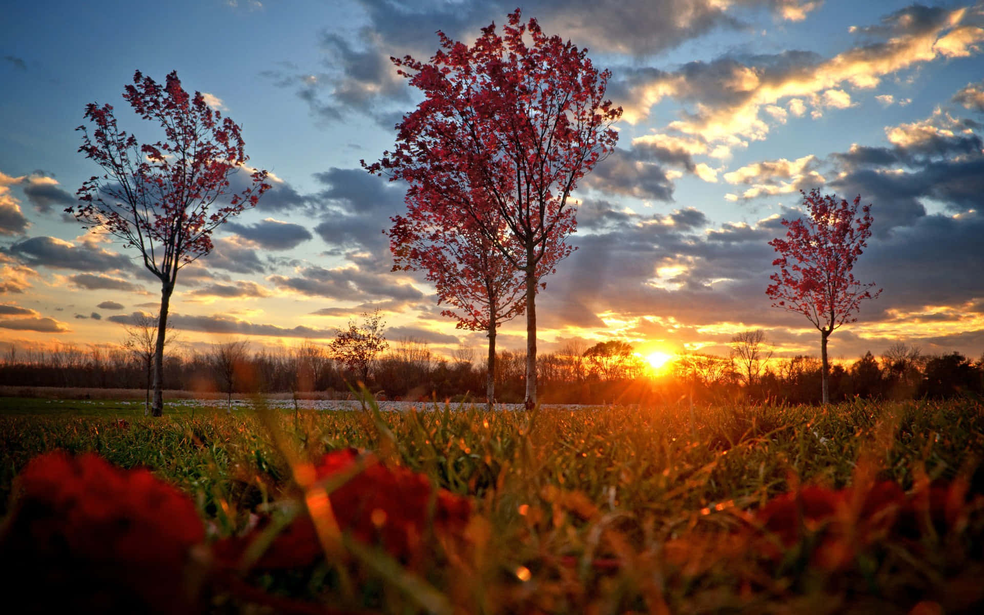 High Resolution Fall, fiery red leaves, dramatic sunset sky, Full HD Desktop Wallpaper