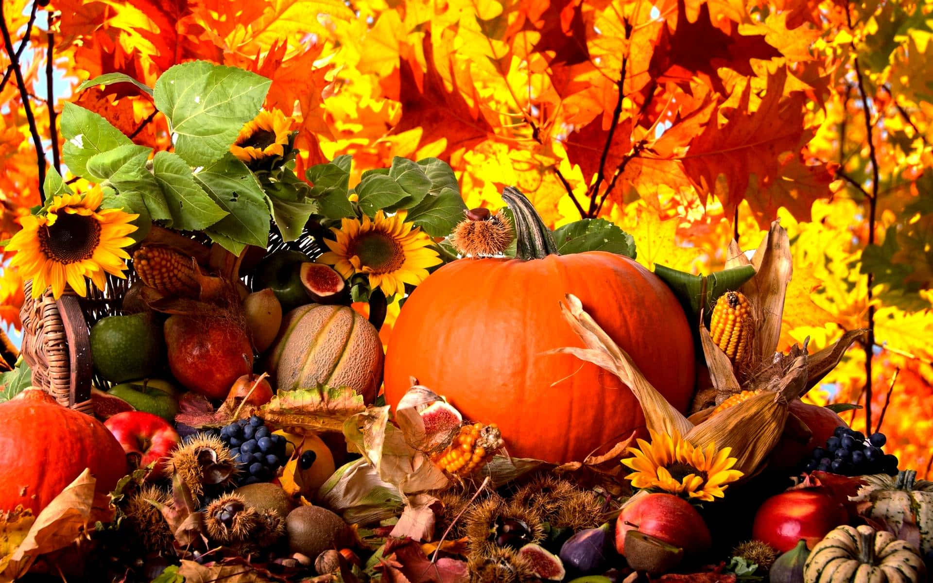 High Resolution Fall, pumpkins, sunflowers, Full HD Desktop Wallpaper