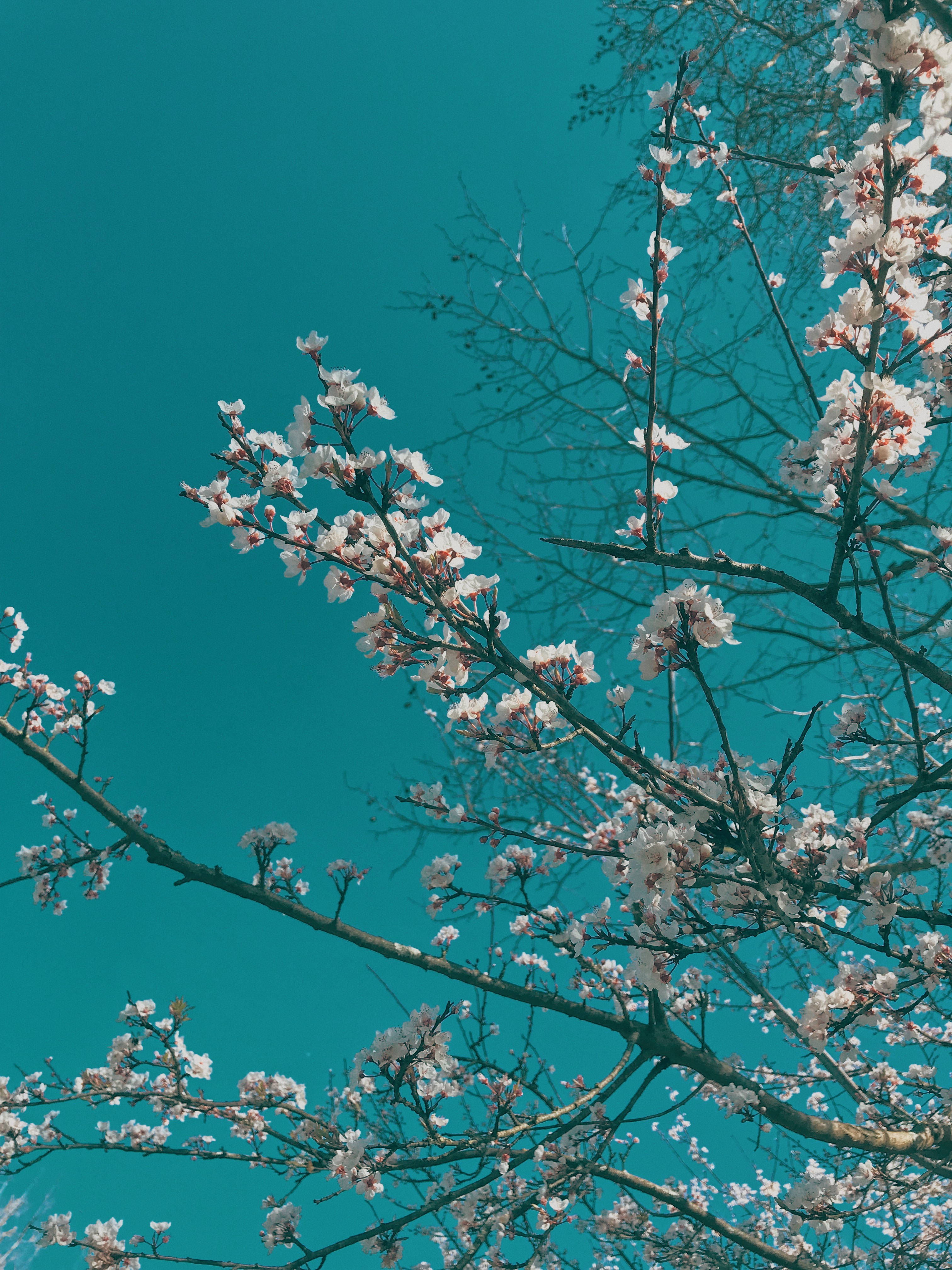 white flowers, cherry blossoms, teal sky, 4K Phone Wallpaper