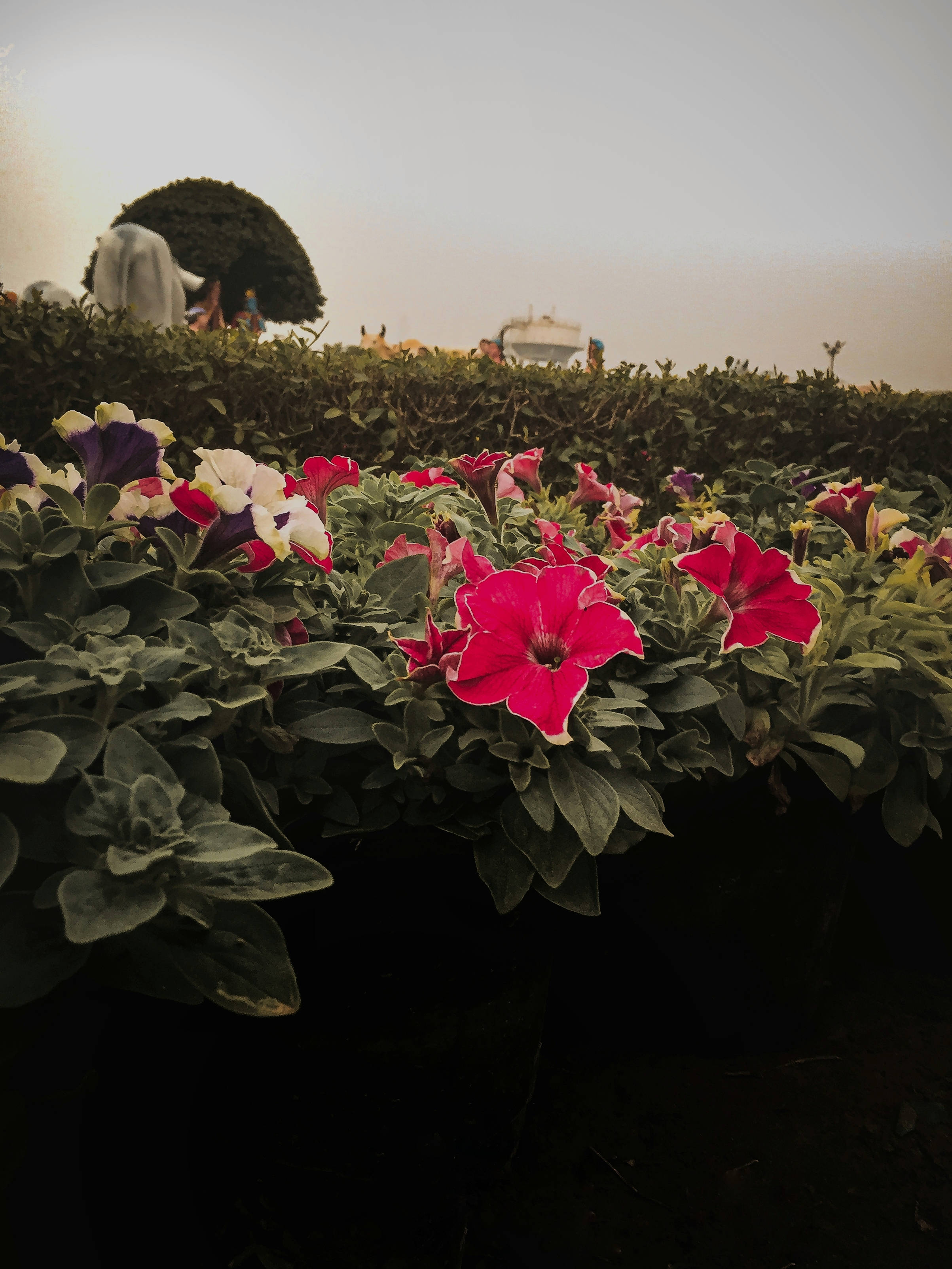 iPhone, garden, petunias, 2K Phone Wallpaper