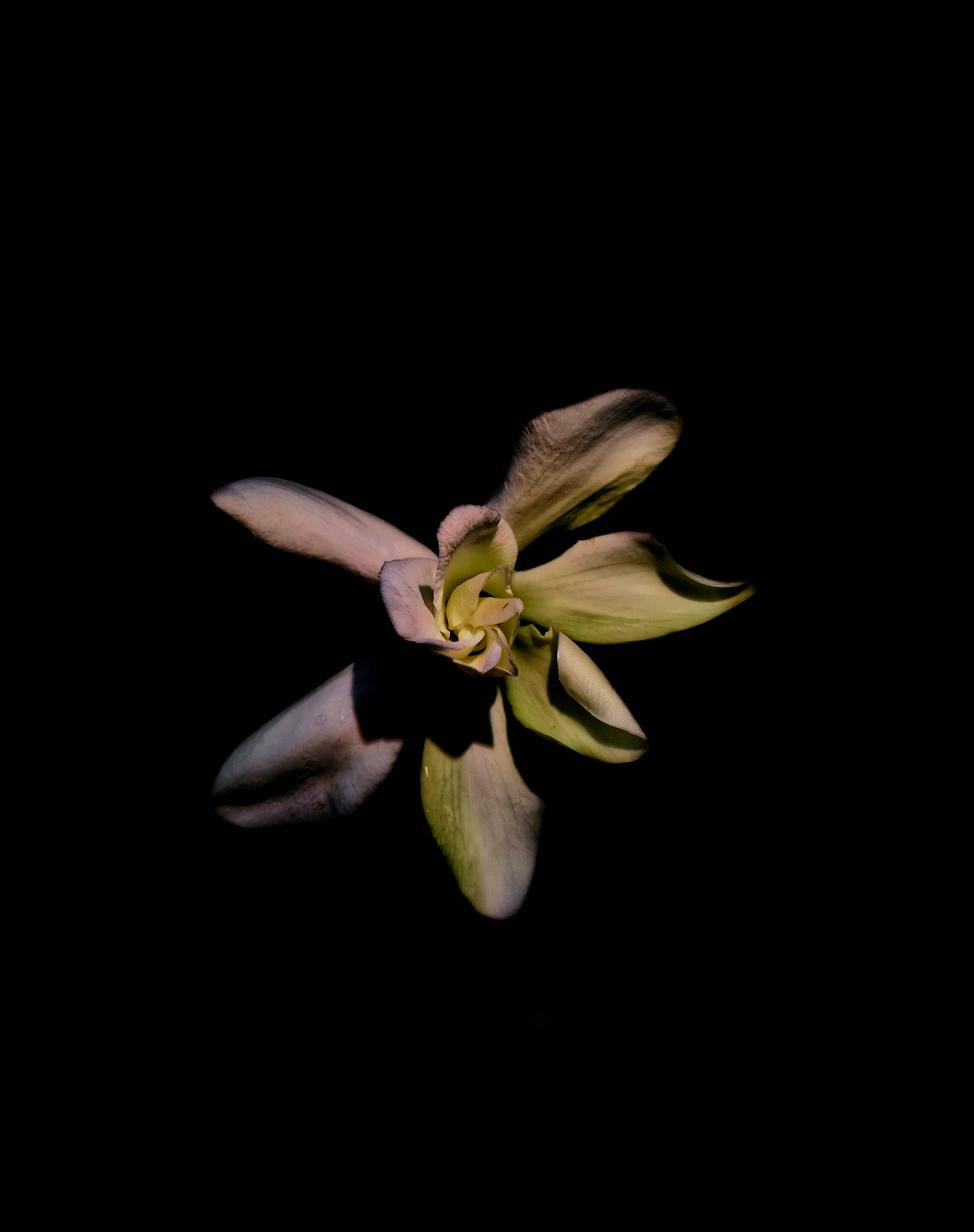 High Resolution iPhone, flower, pale pink, 4K Phone Wallpaper