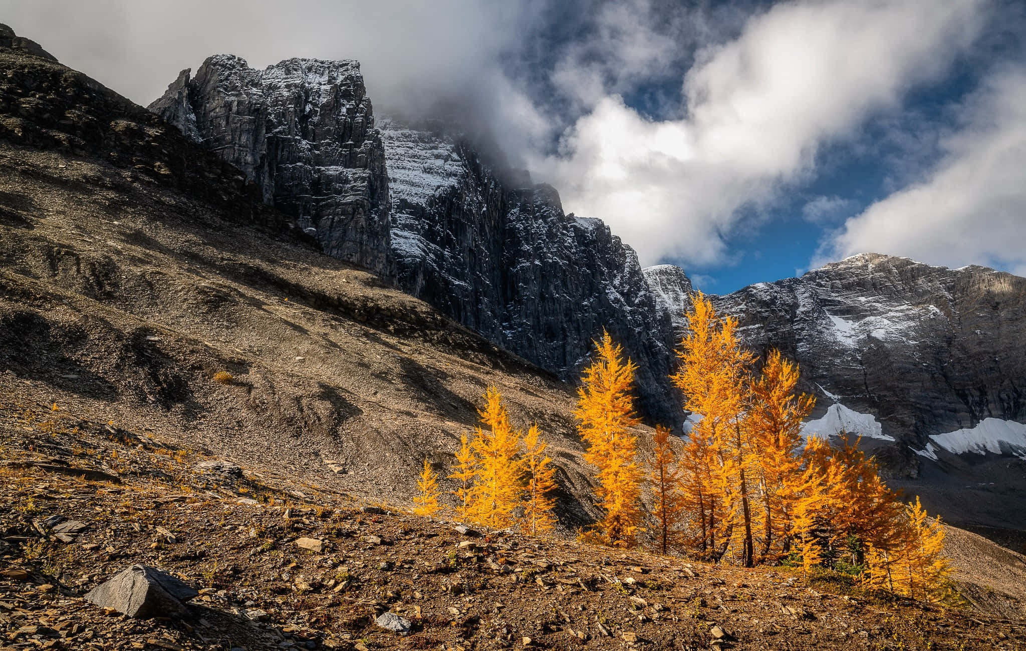 High Sierra, golden larch trees, rocky slope, Full HD Desktop Wallpaper