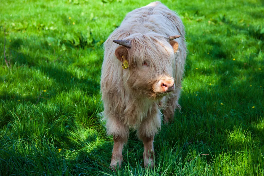Highland Cow Aesthetic