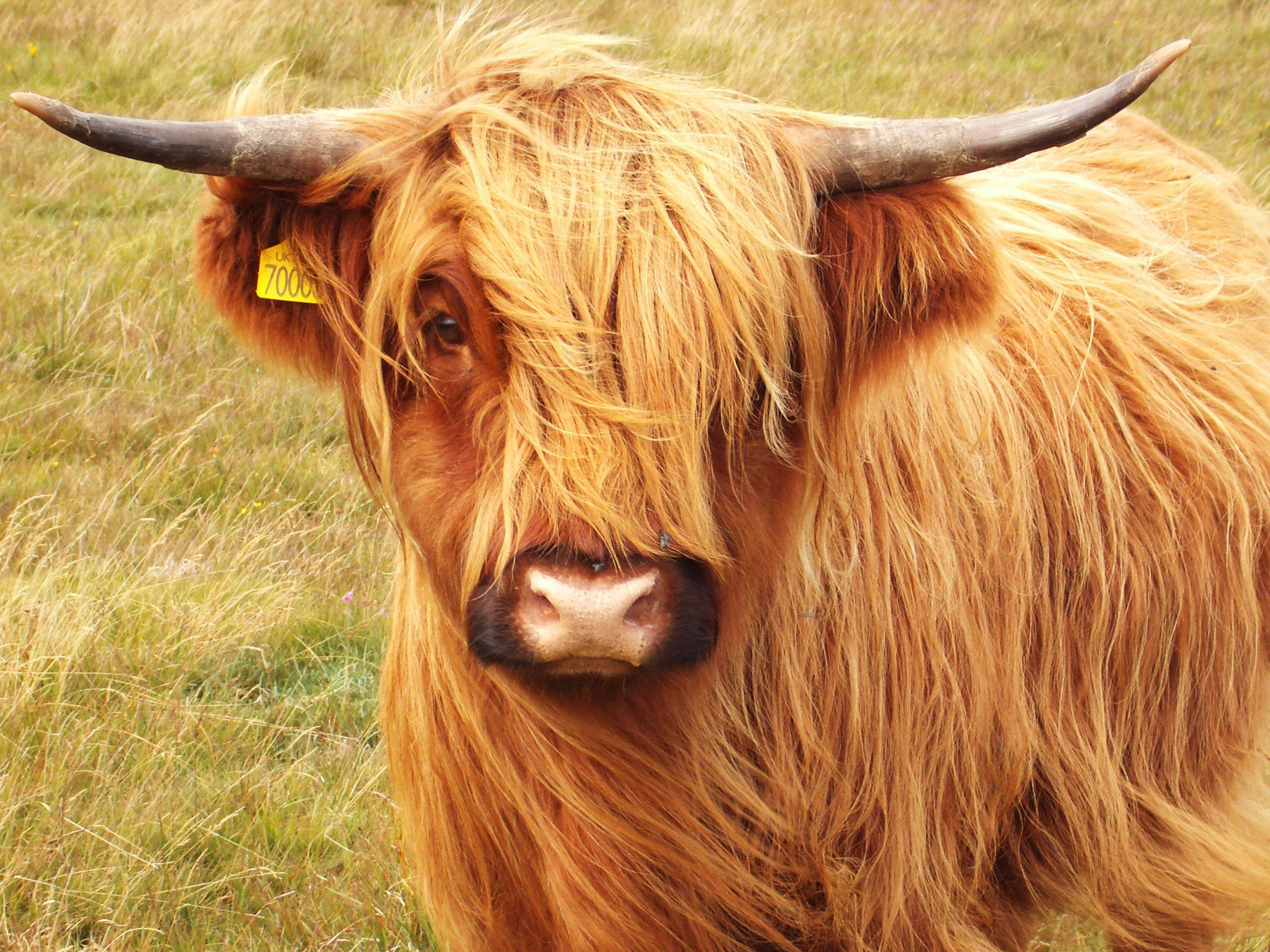 Highland cow, ear tag, long shaggy golden-brown fur, 2K Desktop Wallpaper