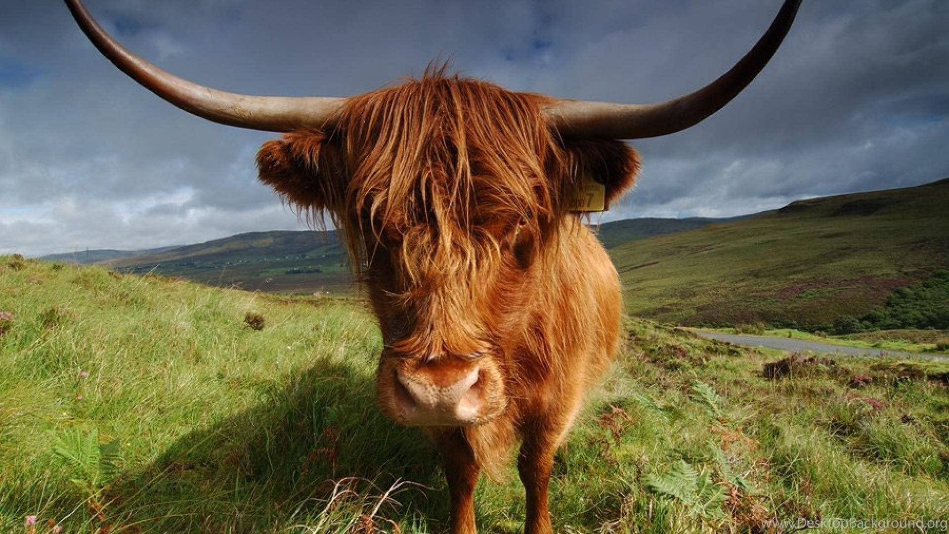 Highland cow, long curved horns, shaggy reddish-brown fur, Full HD Desktop Wallpaper