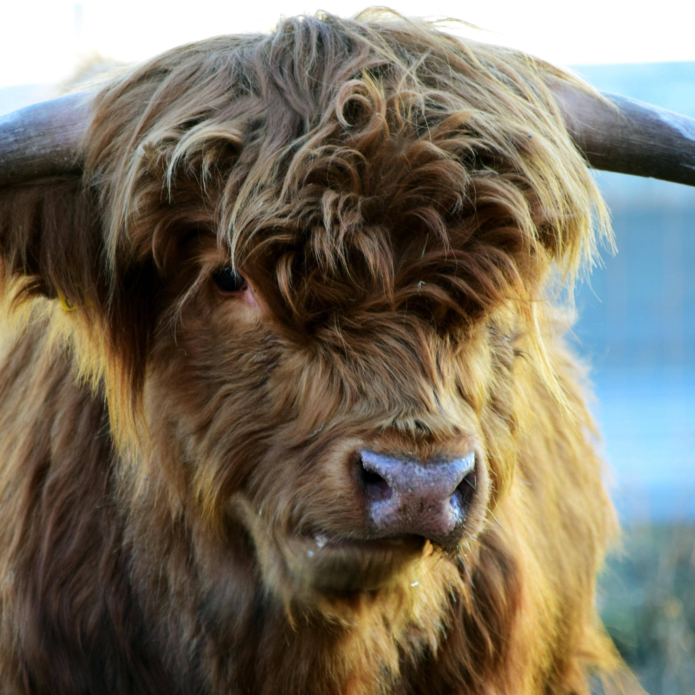 Highland cow, shaggy brown fur, curved horns, 2K Desktop Wallpaper