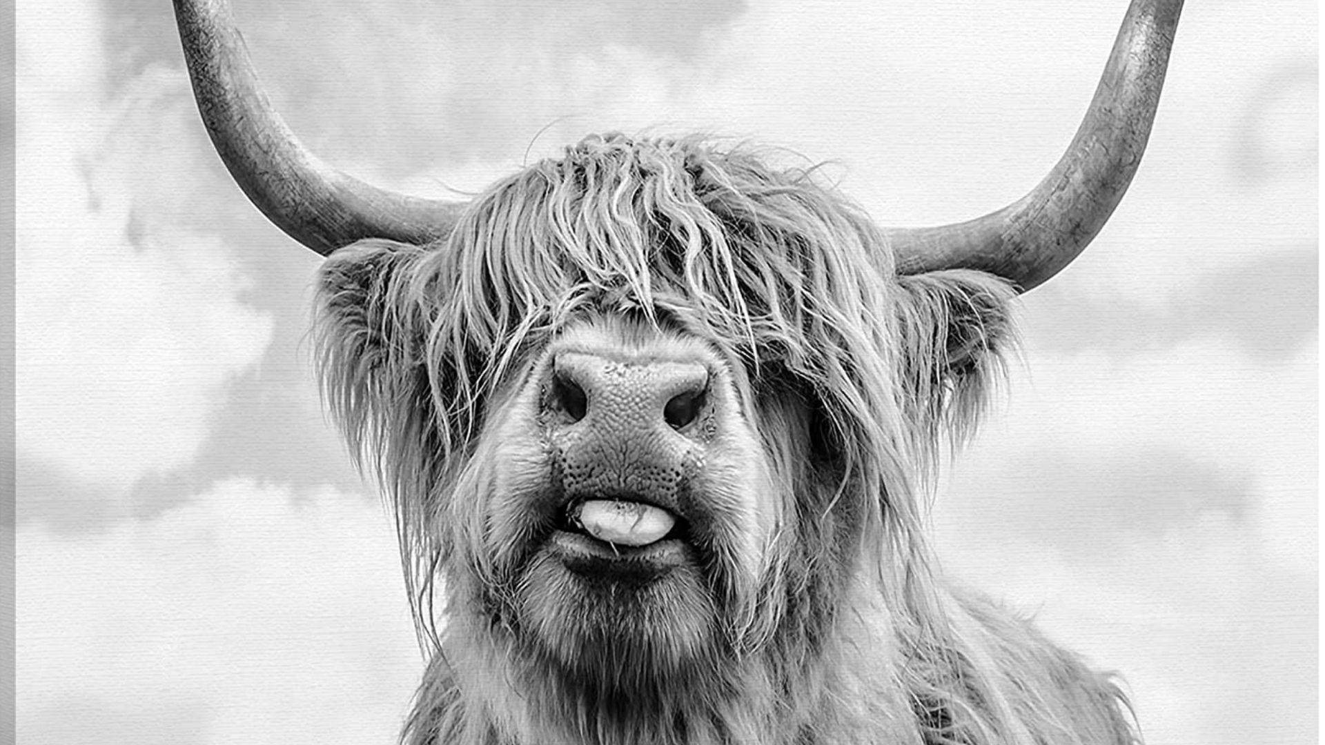 Highland Cow, black and white, long shaggy hair, Full HD Desktop Wallpaper