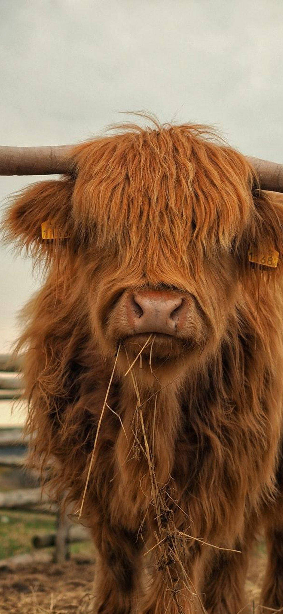 Highland cow, long hair, shaggy brown, Full HD Phone Wallpaper