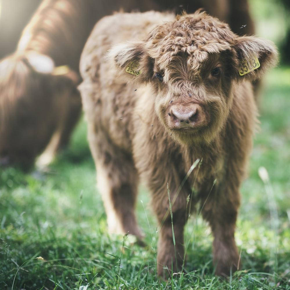 baby highland cow, fluffy brown, ear tags, SD Desktop Wallpaper