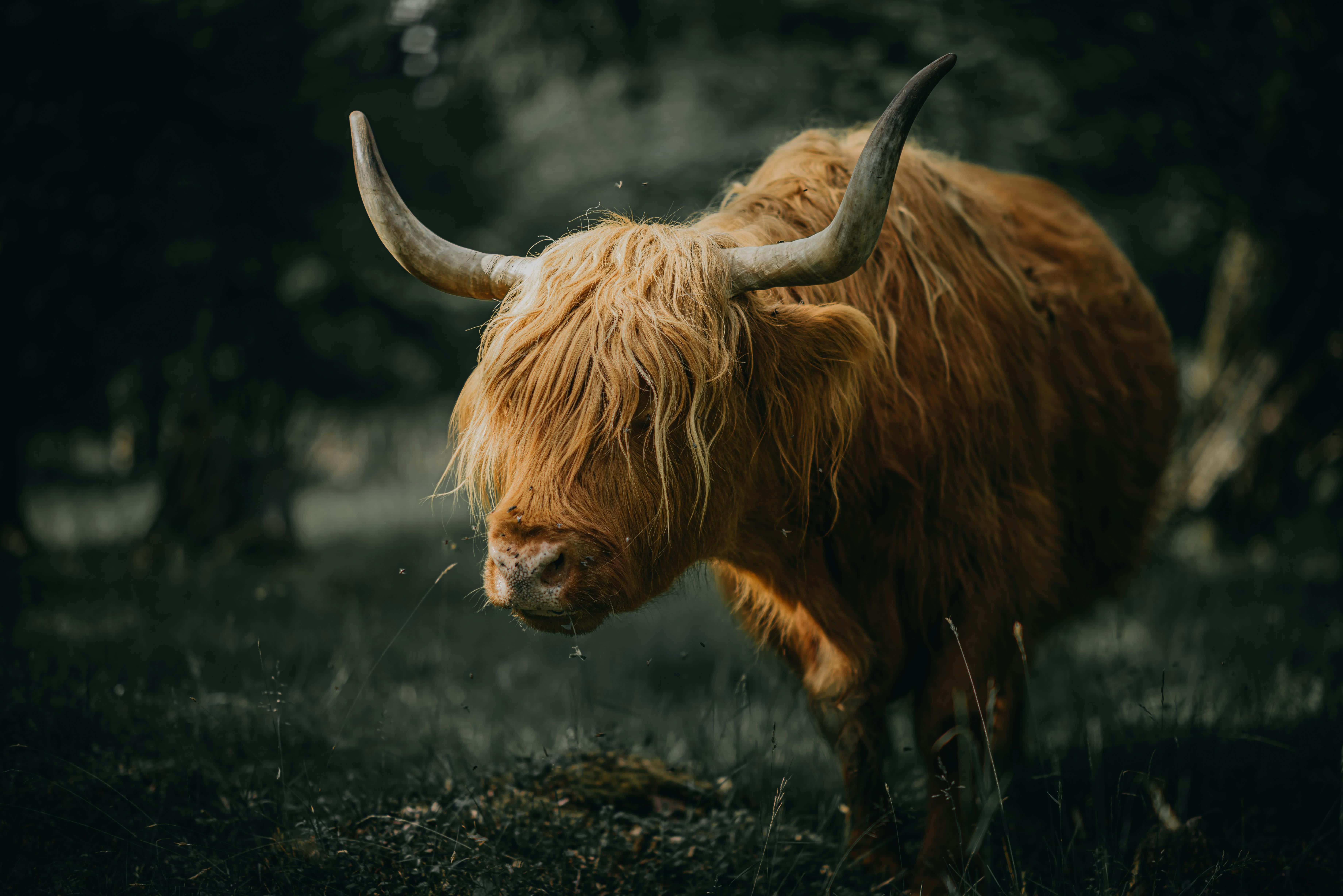 Highland Cow, long shaggy golden fur, curved horns, 5K Desktop Wallpaper