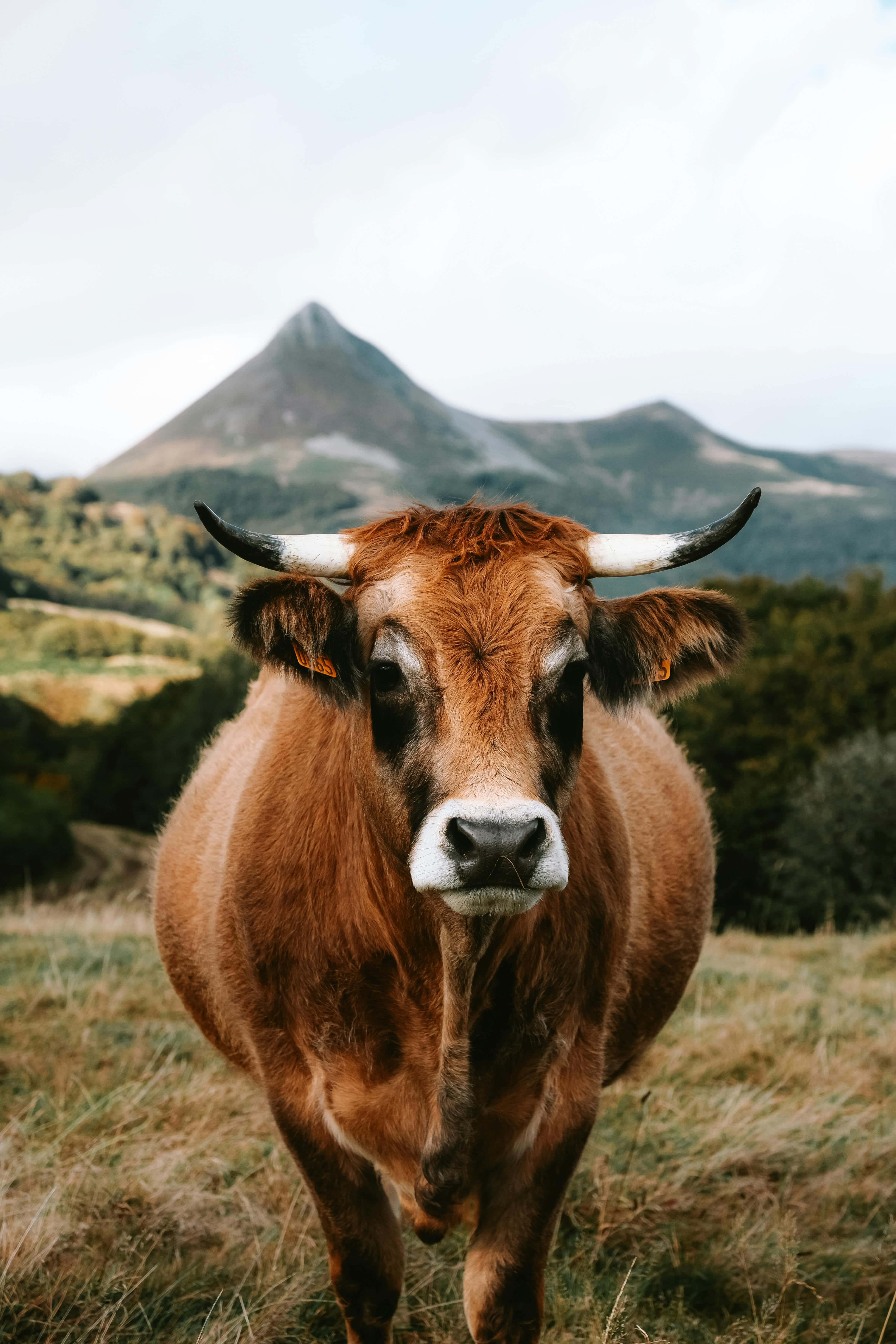 Highland Cow, mountain meadow, grassy field, 5K Phone Wallpaper