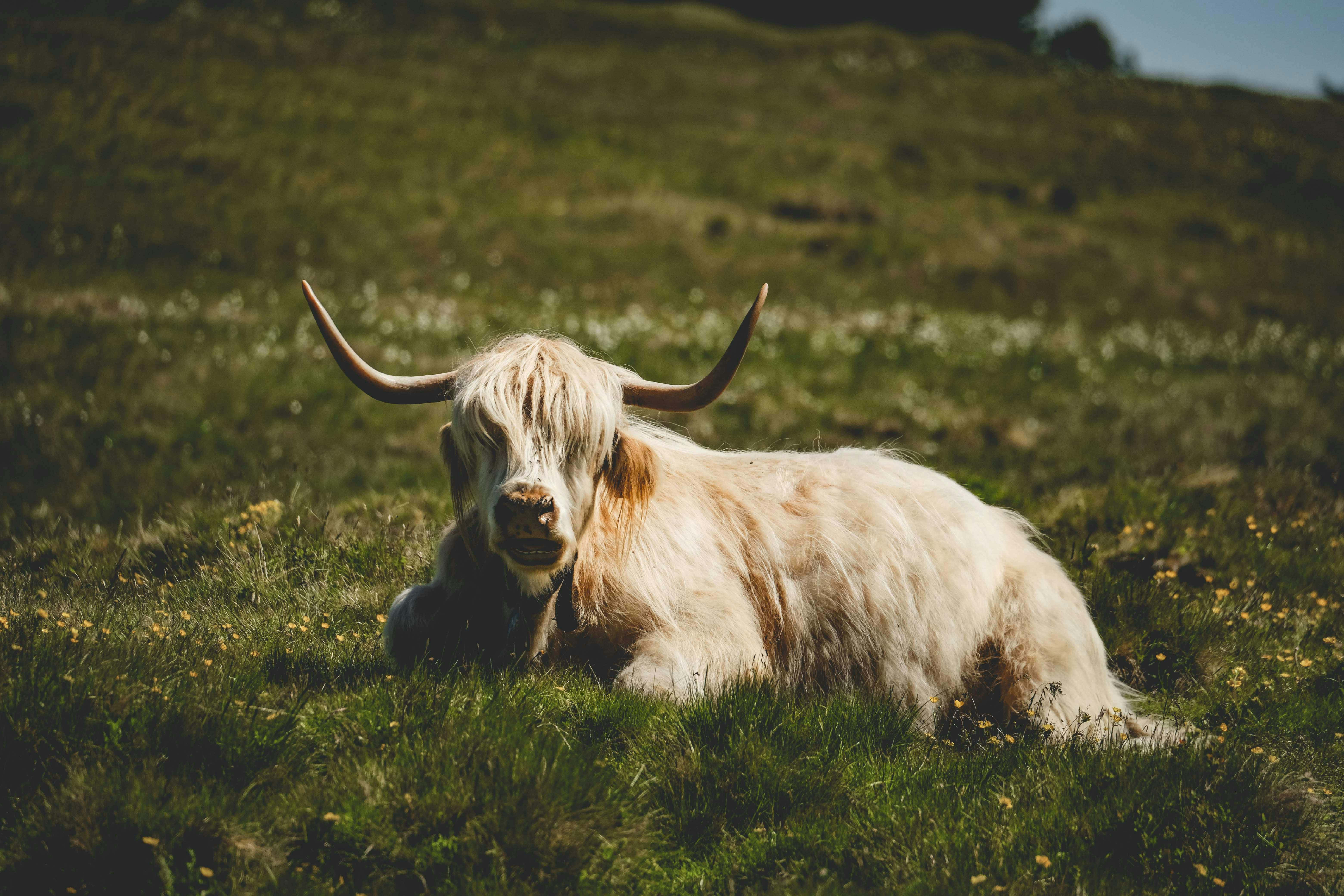 Highland Cow, sunlit green meadow, yellow flowers, 5K Desktop Wallpaper