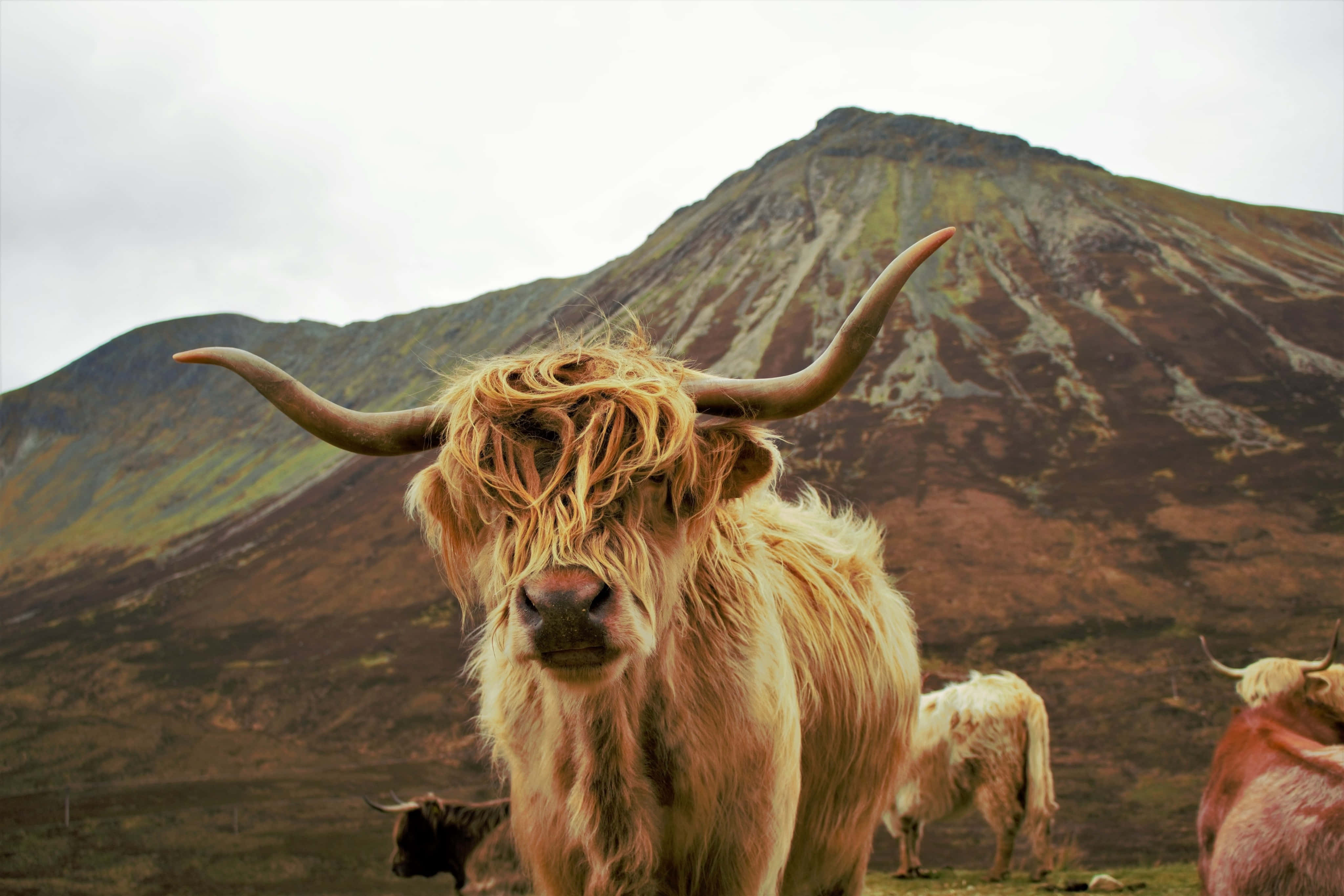 highland cow, mountain backdrop, rugged mountains, 4K Desktop Wallpaper