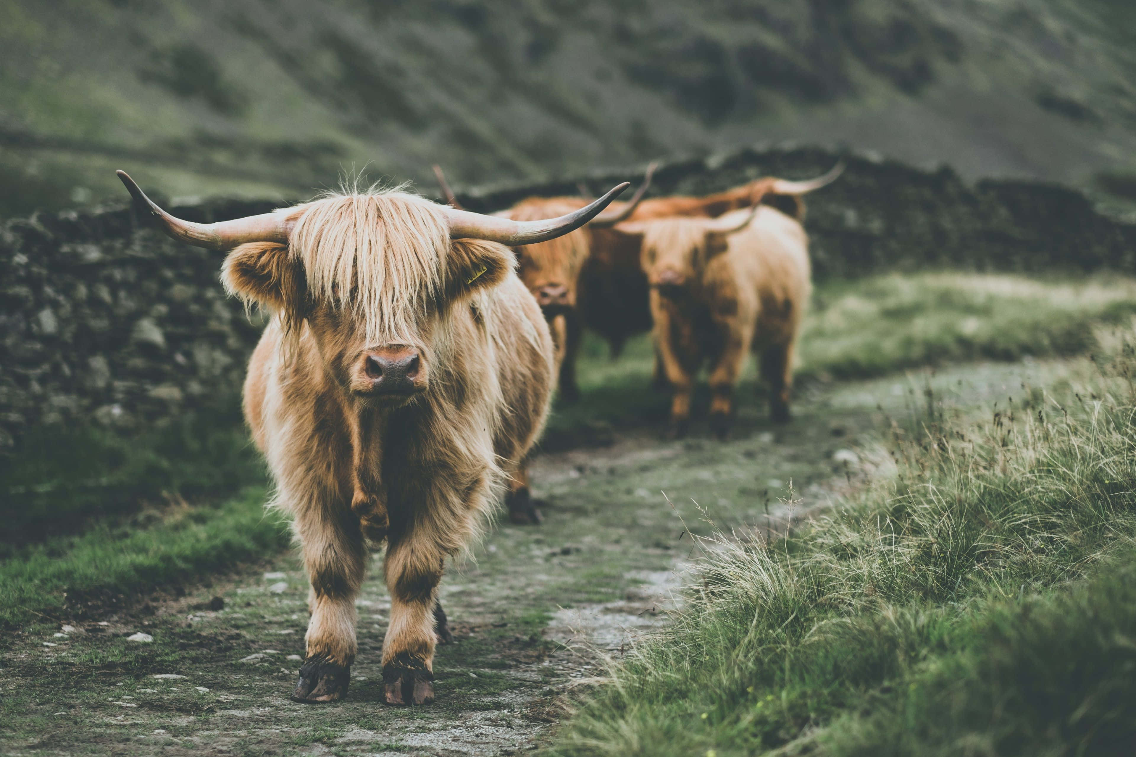 Highland Cow, grassy path, stone walls, 4K Desktop Wallpaper
