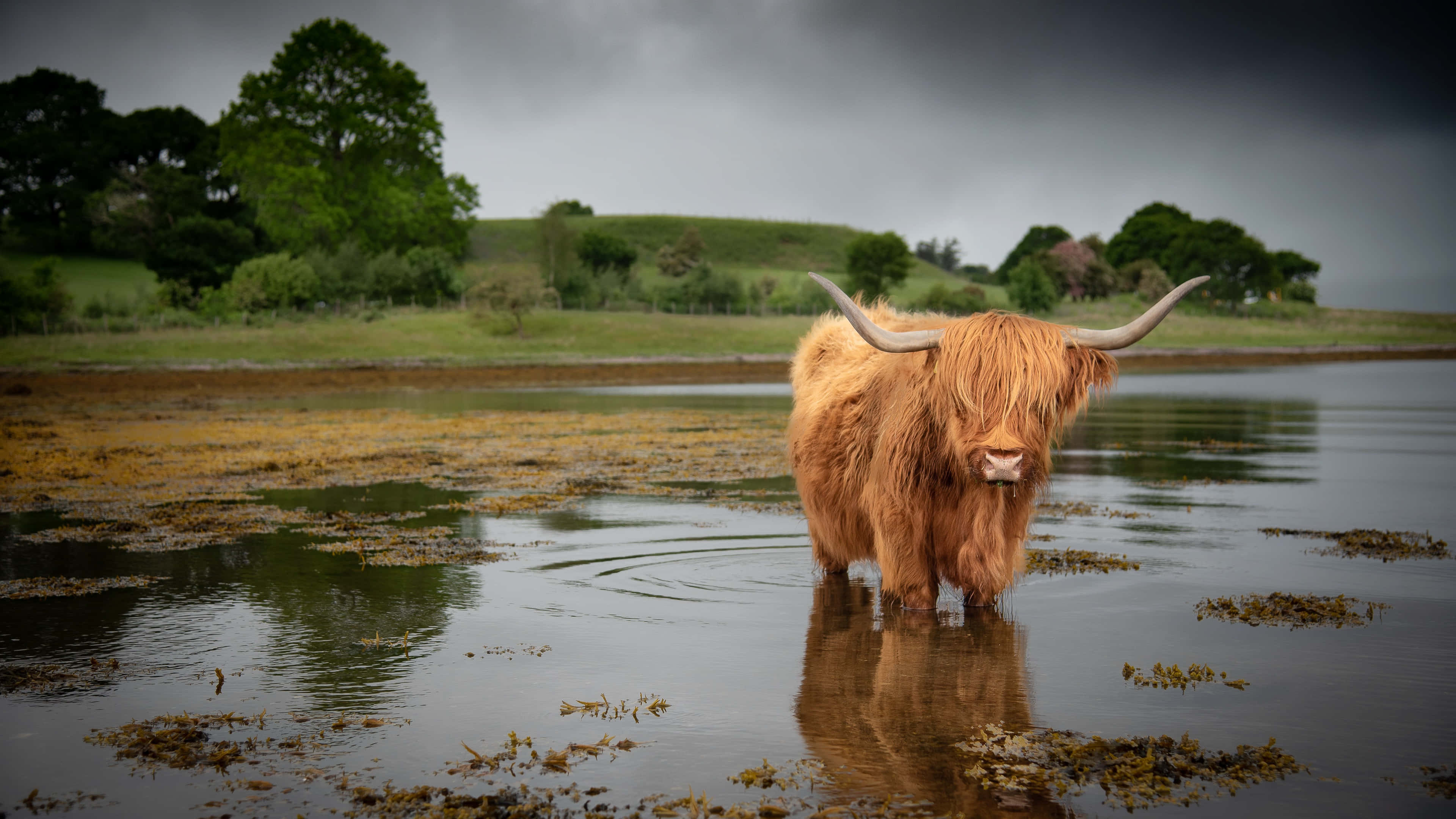 Highland Cow, waterfront, shallow water, 4K Desktop Wallpaper