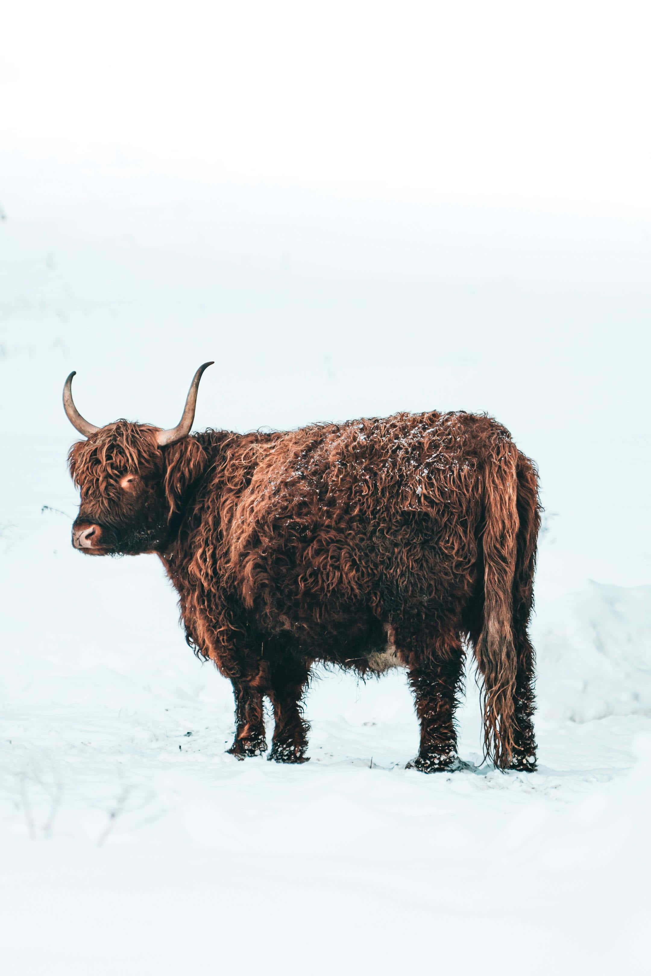 Highland Cow, snow, pale sky, 2K Phone Wallpaper